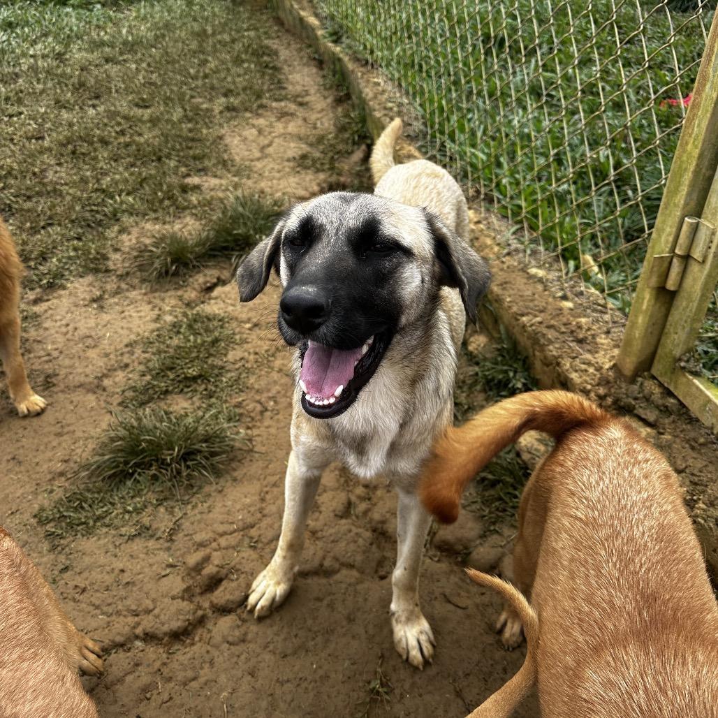 Enlarge Lake, a Adoptable Mixed Breed in San Juan, PR image 2/6