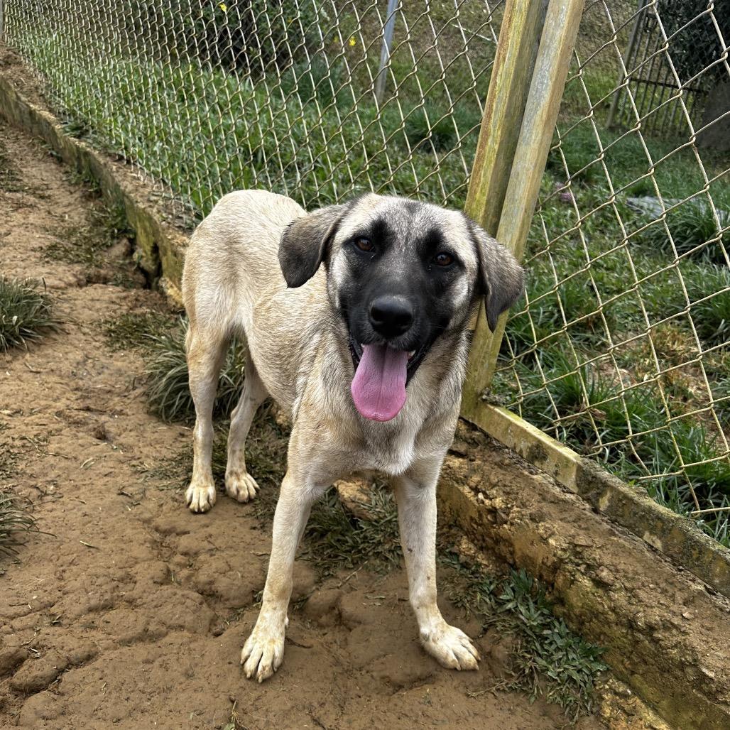 Enlarge Lake, a Adoptable Mixed Breed in San Juan, PR image 5/6