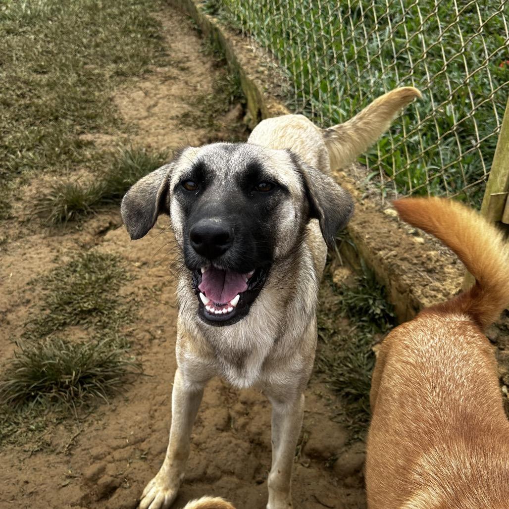 Enlarge Lake, a Adoptable Mixed Breed in San Juan, PR image 6/6