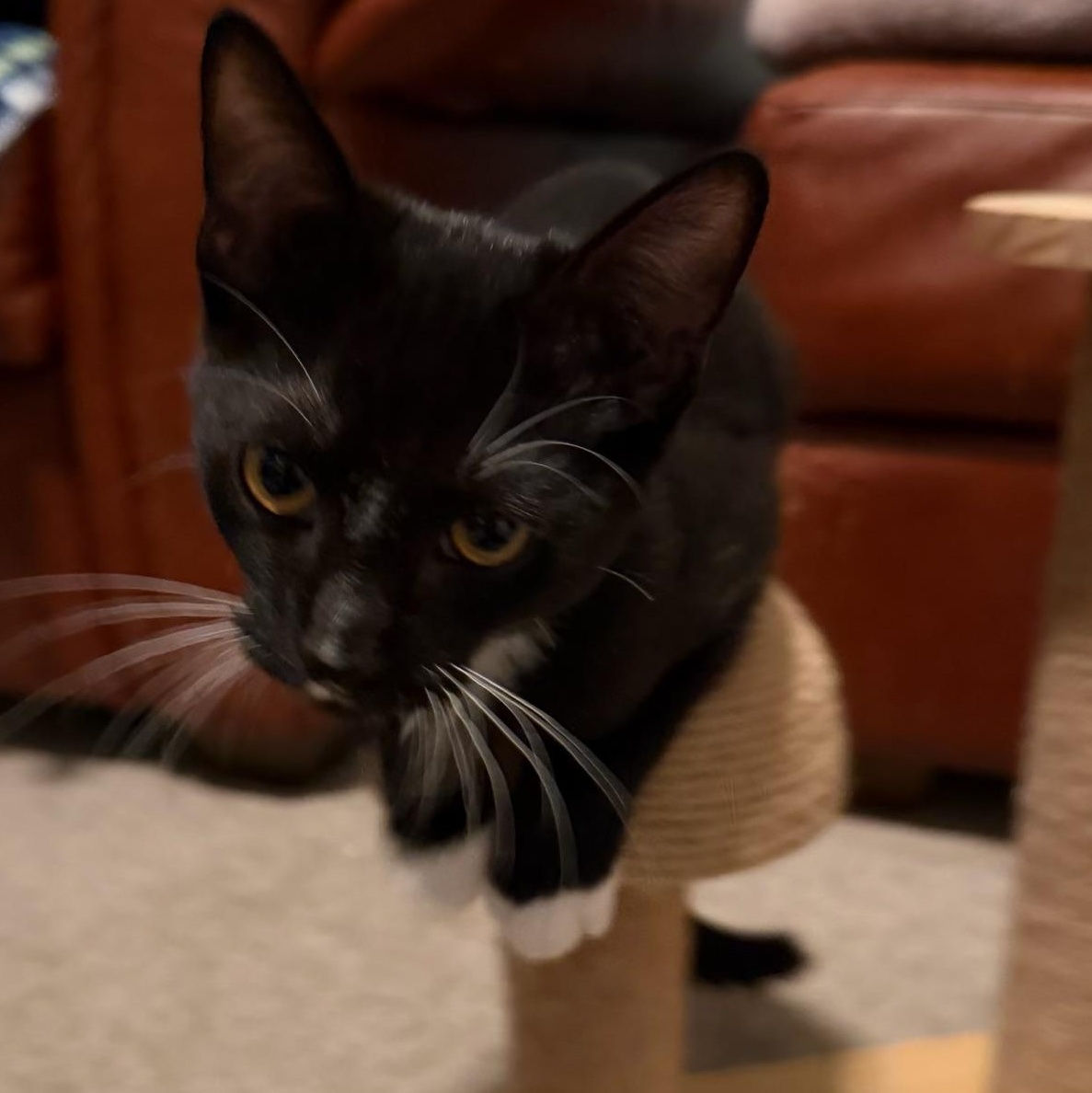 Enlarge Benton aka Ben, a Adopted Tuxedo in Pasco, WA image 5/6