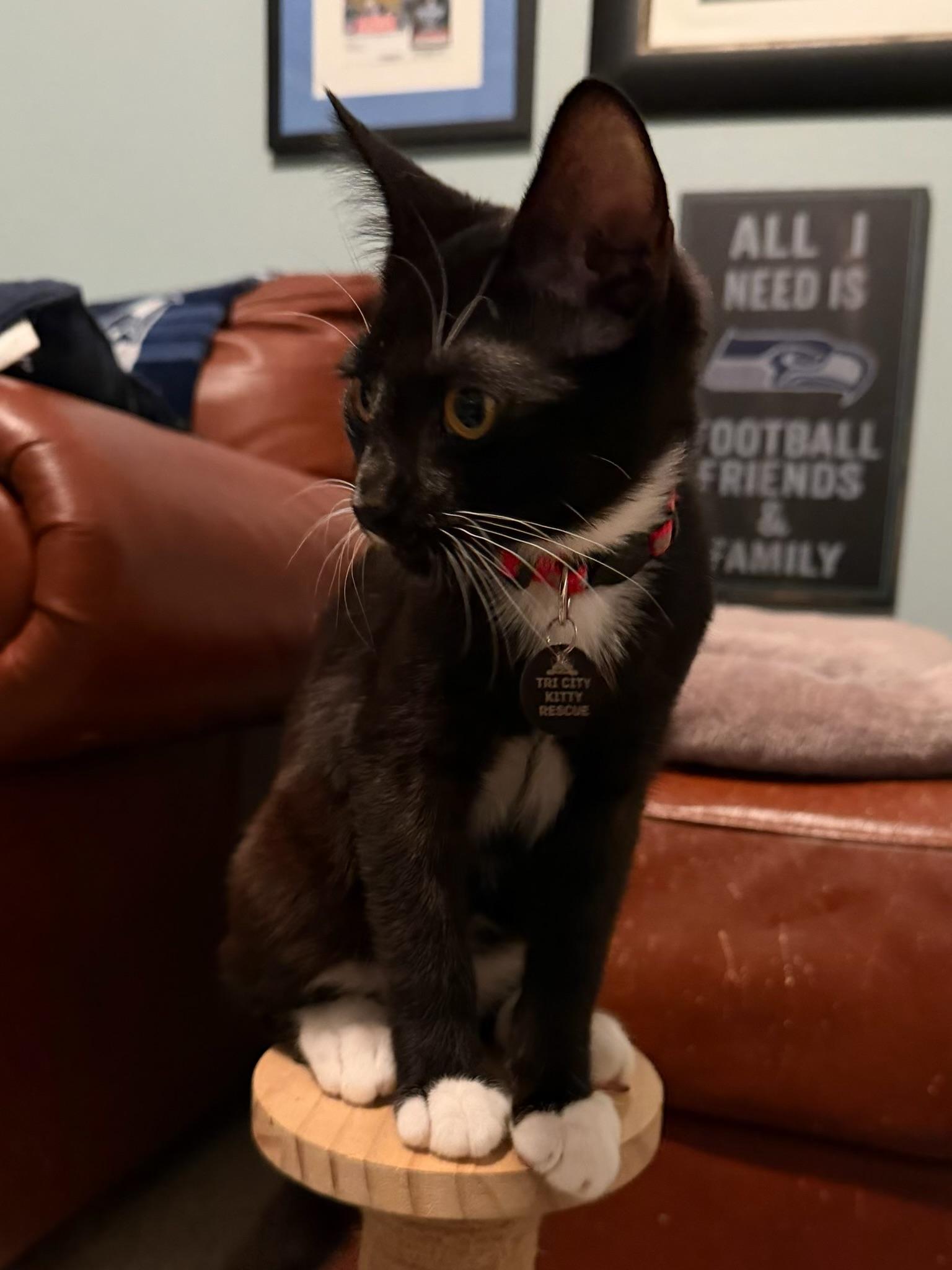 Enlarge Benton aka Ben, a Adopted Tuxedo in Pasco, WA image 4/6