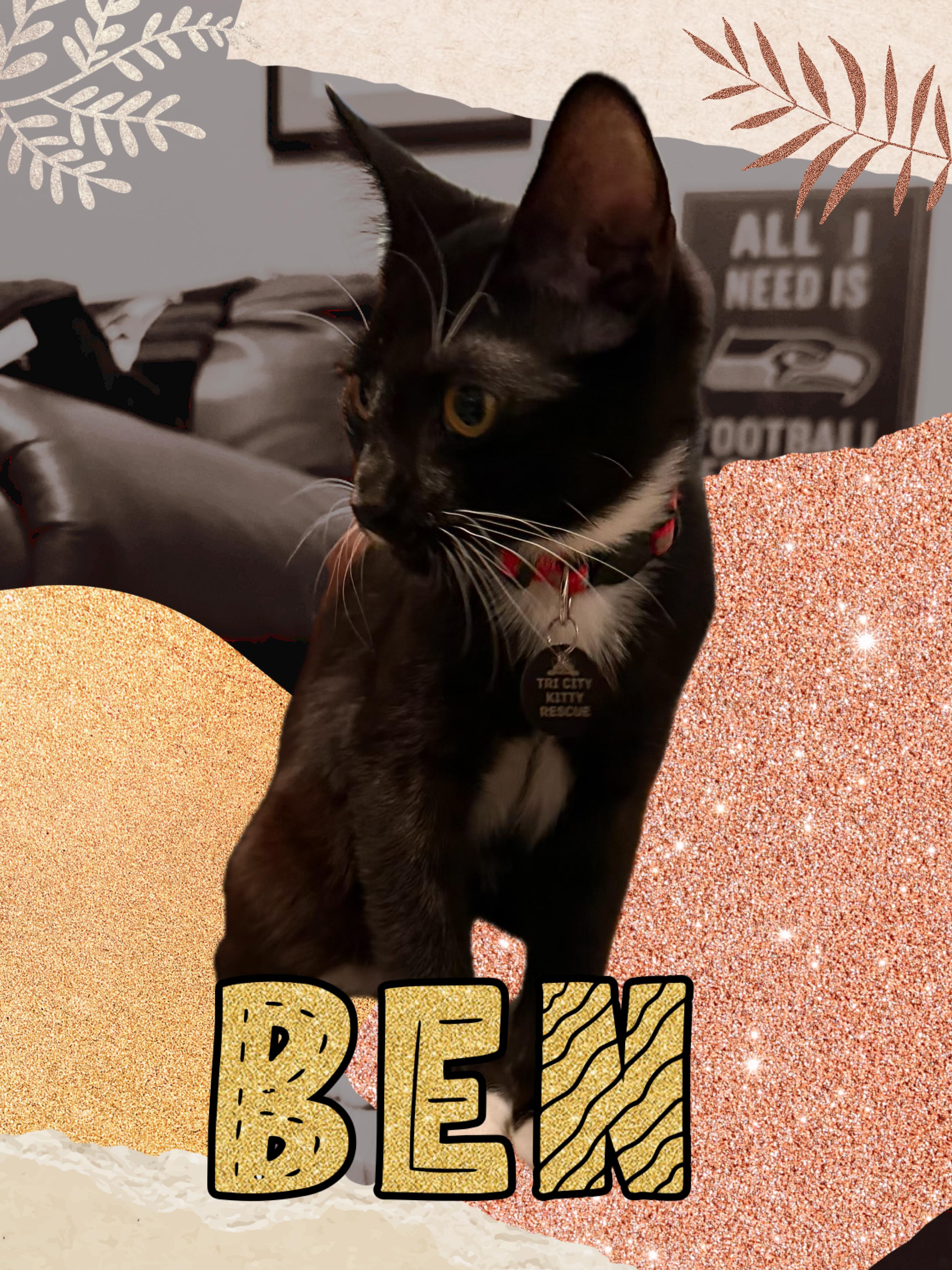 Benton aka Ben, Adopted, Kitten Male Tuxedo.