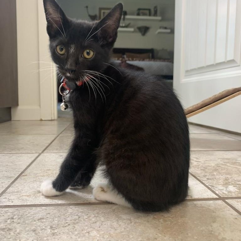 Enlarge Benton aka Ben, a ADOPTABLE Tuxedo in Pasco, WA image 6/6