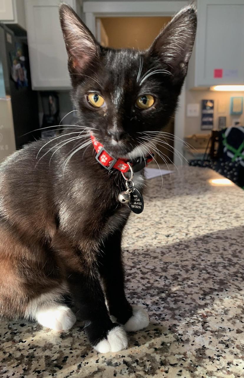 Enlarge Benton aka Ben, a ADOPTABLE Tuxedo in Pasco, WA image 2/6