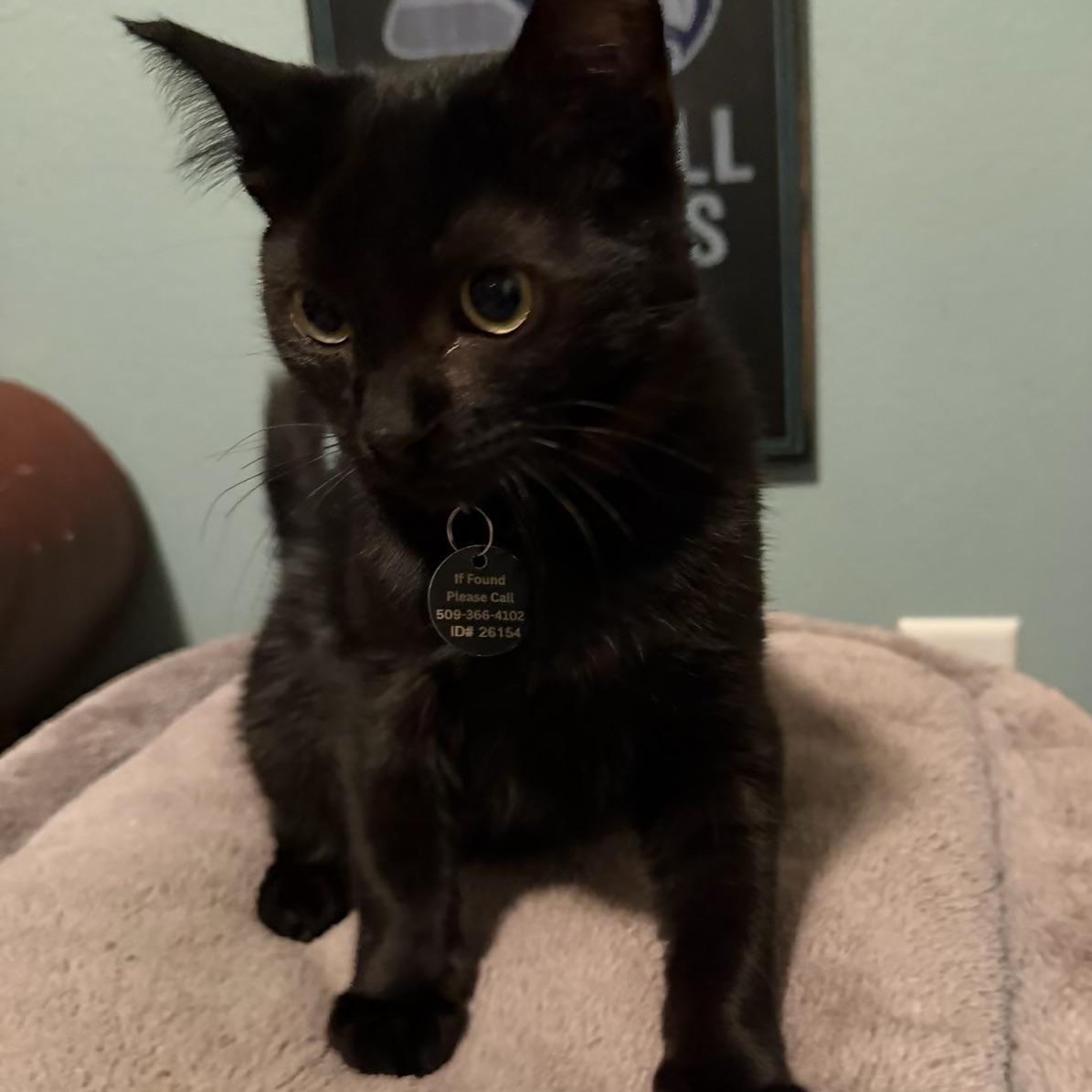 Enlarge Benton aka Ben, a Adopted Tuxedo in Pasco, WA image 6/6