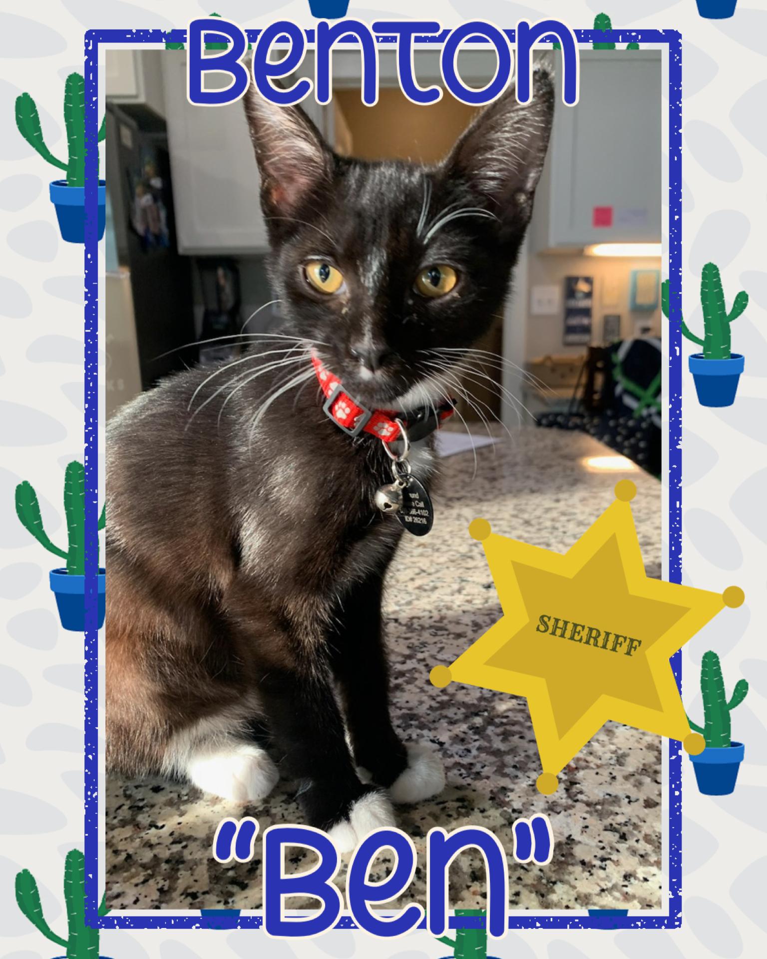 Enlarge Benton aka Ben, a ADOPTABLE Tuxedo in Pasco, WA image 1/6