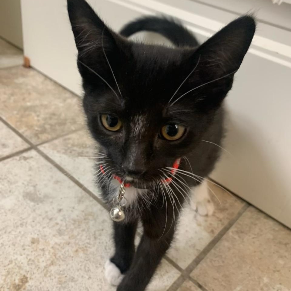 Enlarge Benton aka Ben, a ADOPTABLE Tuxedo in Pasco, WA image 4/6