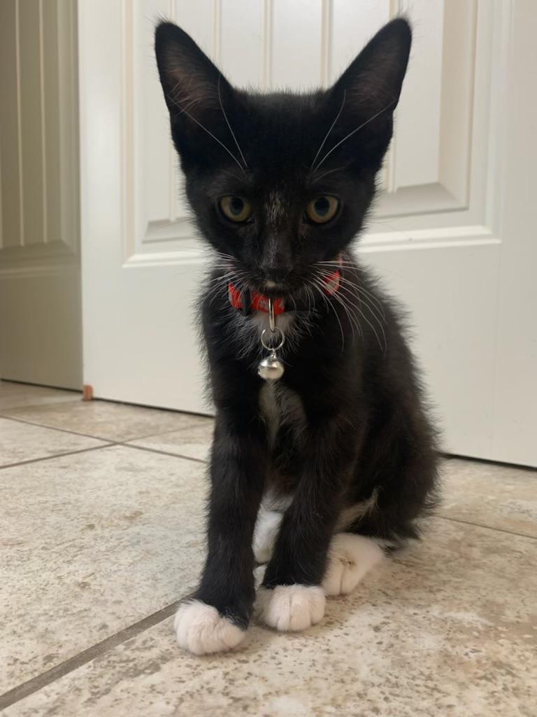 Enlarge Benton aka Ben, a ADOPTABLE Tuxedo in Pasco, WA image 5/6