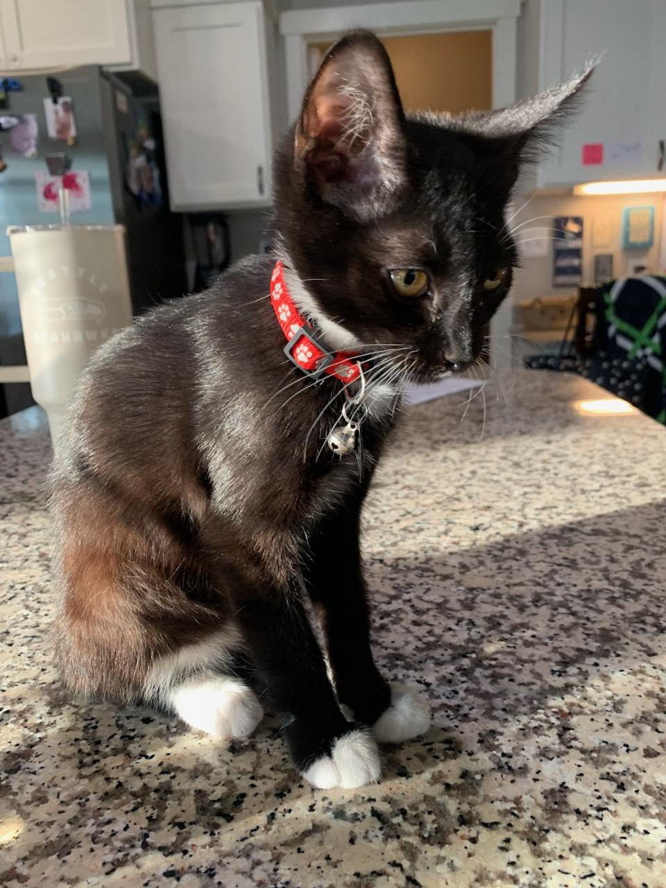 Enlarge Benton aka Ben, a ADOPTABLE Tuxedo in Pasco, WA image 3/6