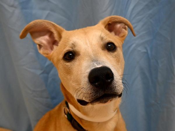 Goose, Adoptable, Young Male Labrador Retriever & Pit Bull Terrier.