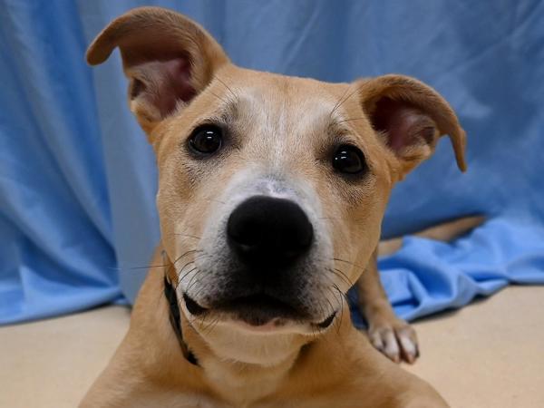 Goose, a Adoptable mixed breed in Portland, OR image 2/2