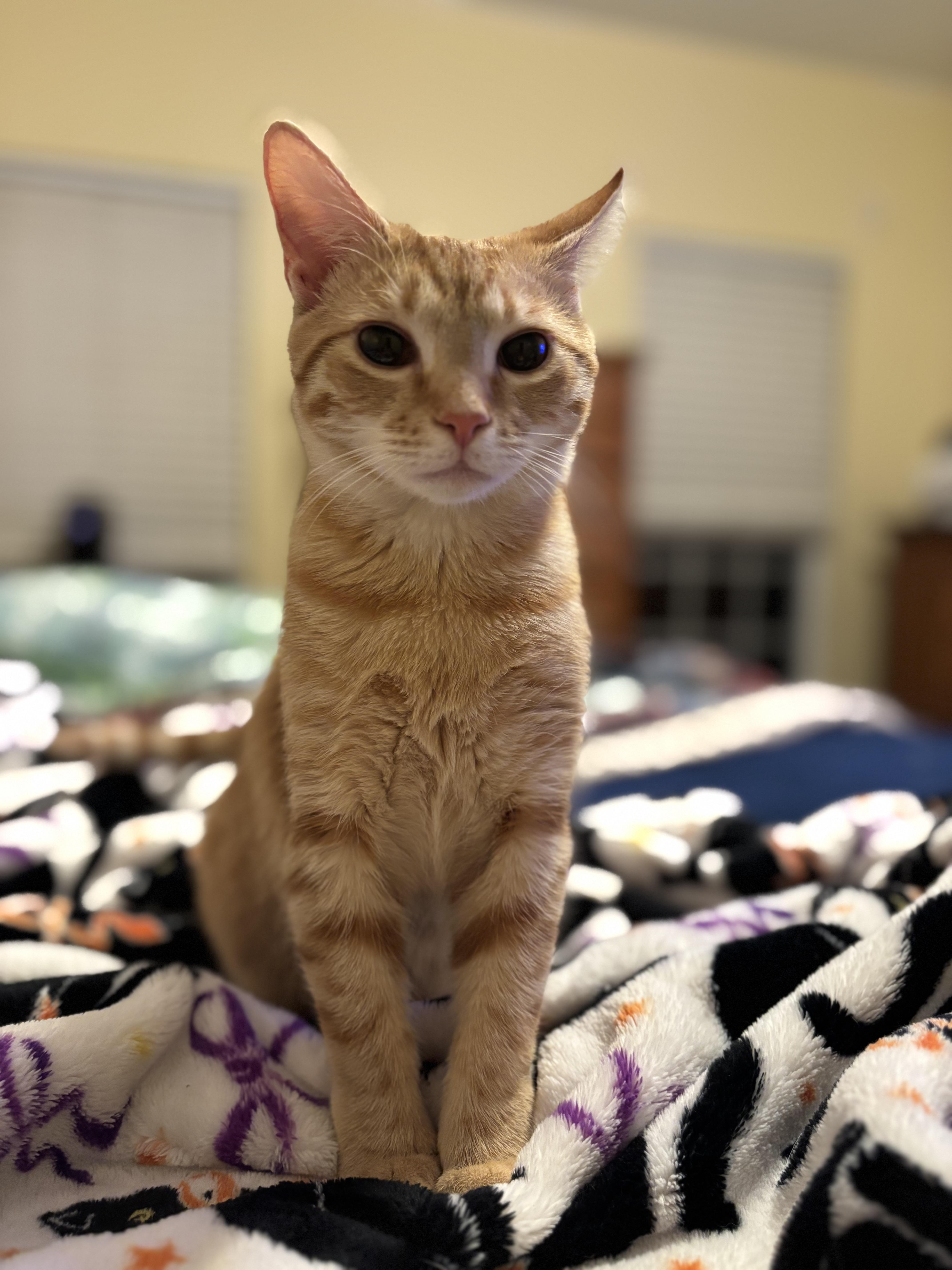 Goldie, Adoptable, Young Female Domestic Short Hair.