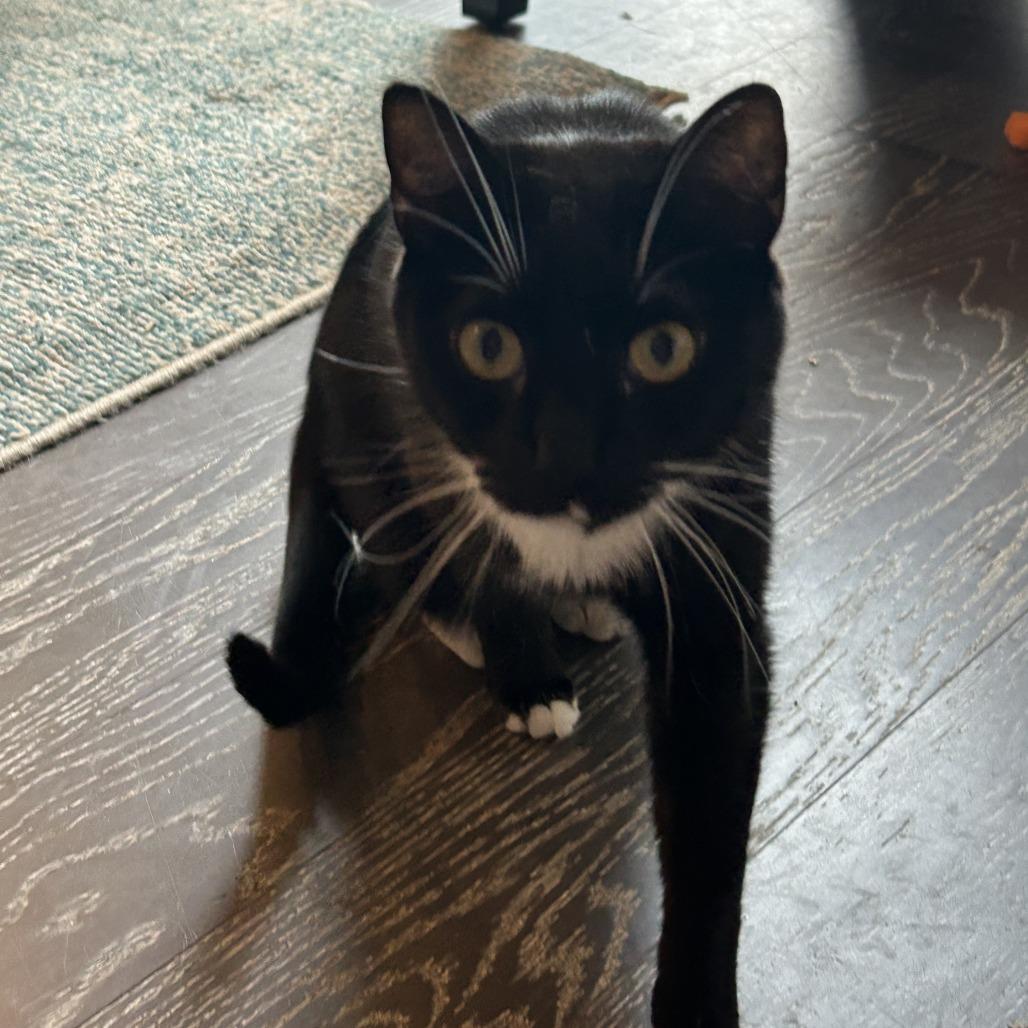 Hippo, Adoptable, Adult Female Domestic Short Hair.