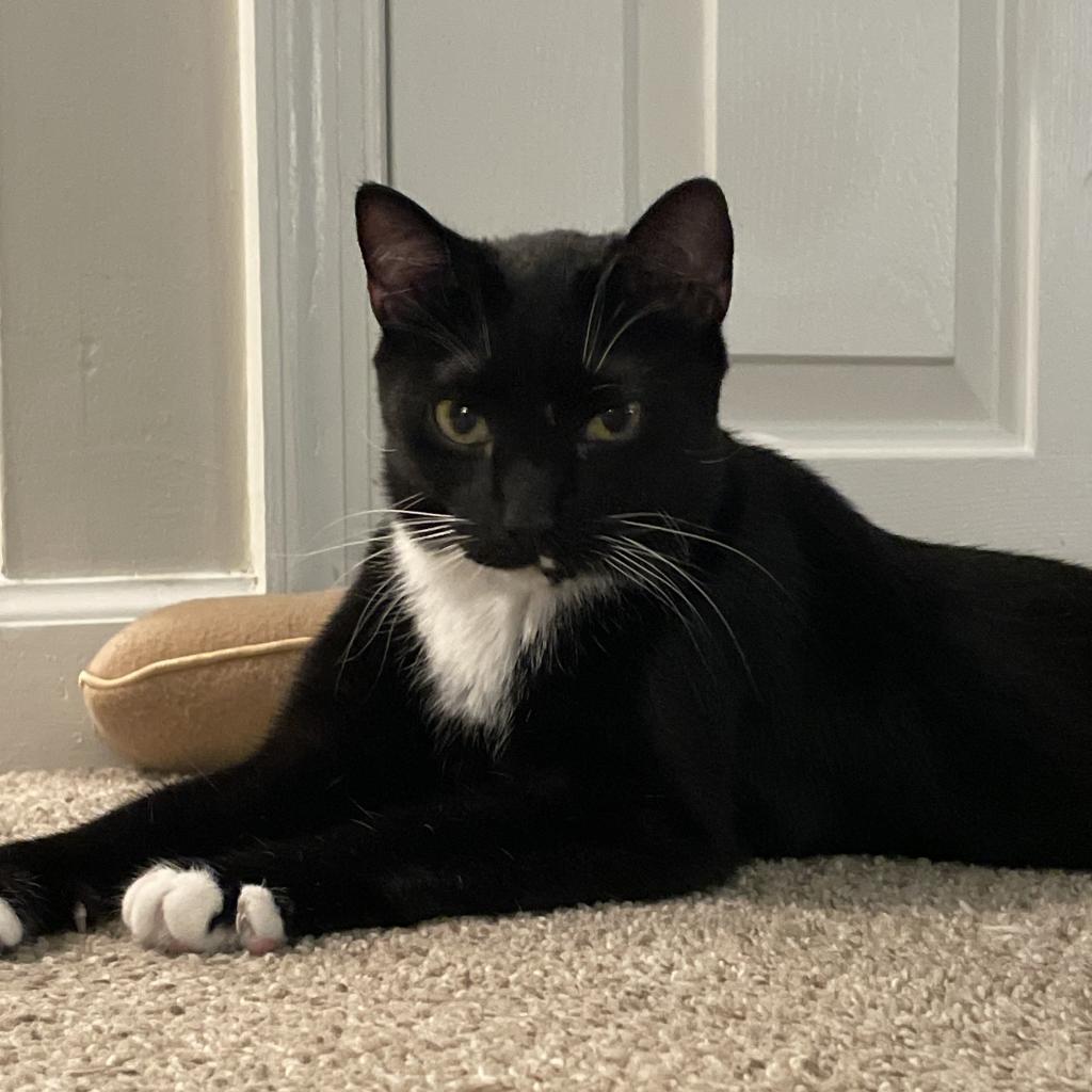 Hippo, a Adoptable Domestic Short Hair in Fairfax Station, VA image 2/6