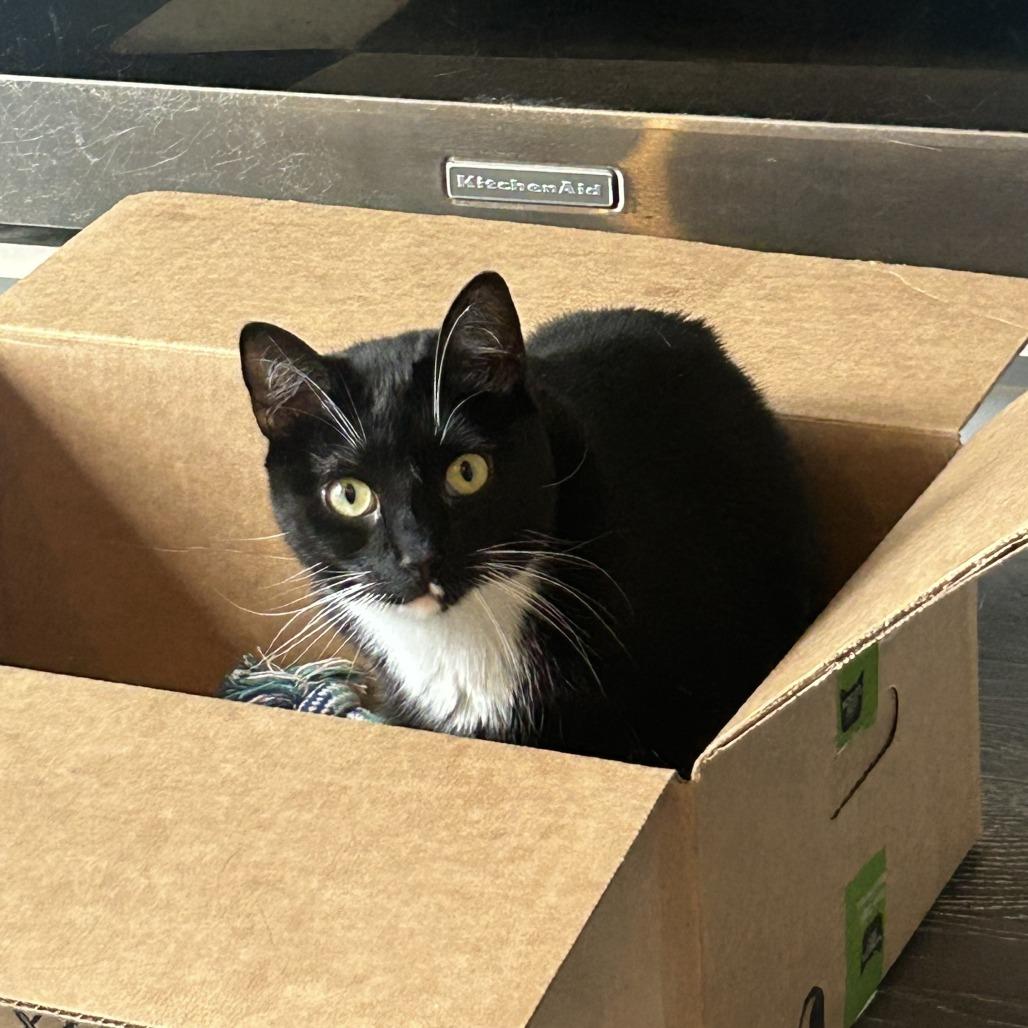 Hippo, a Adoptable Domestic Short Hair in Fairfax Station, VA image 3/6