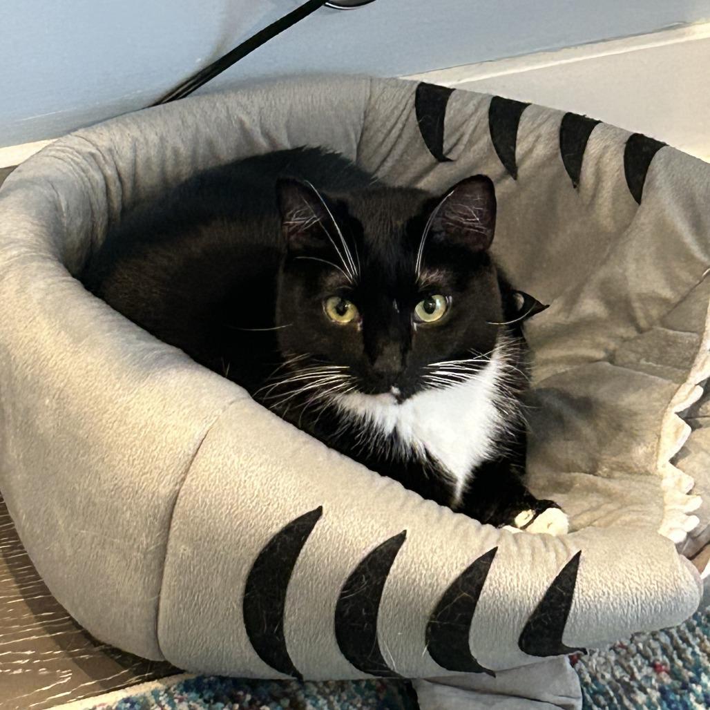 Hippo, a Adoptable Domestic Short Hair in Fairfax Station, VA image 4/6