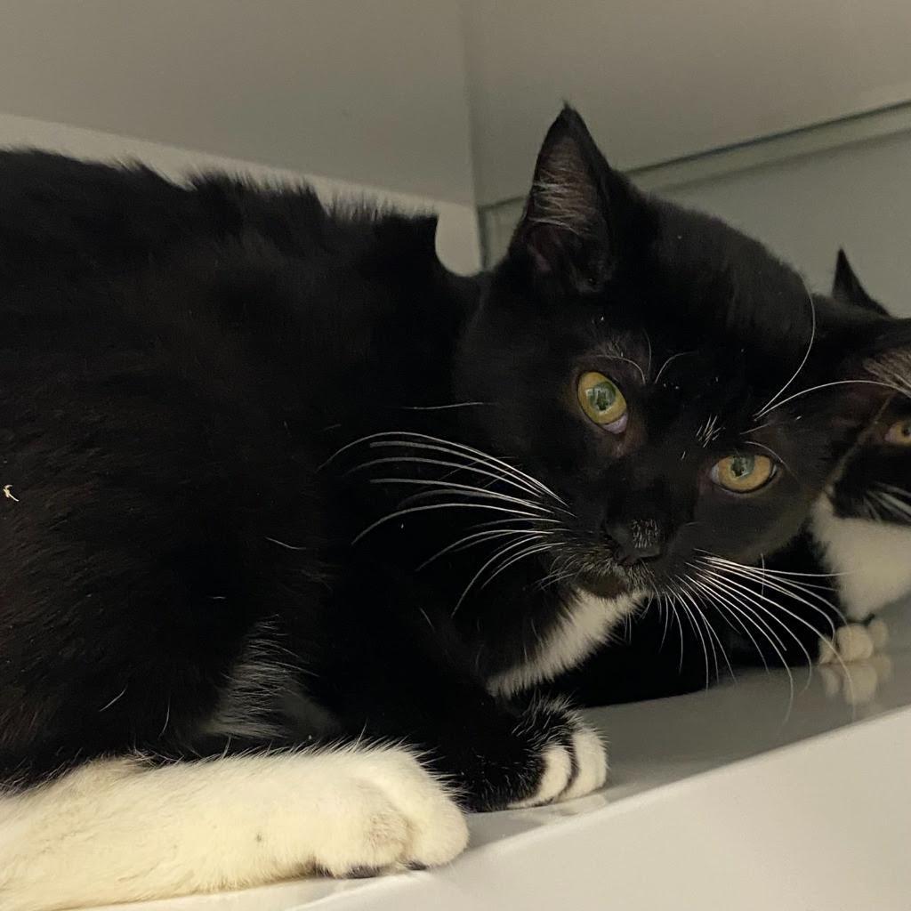 Hippo, a Adoptable Domestic Short Hair in Fairfax Station, VA image 5/6