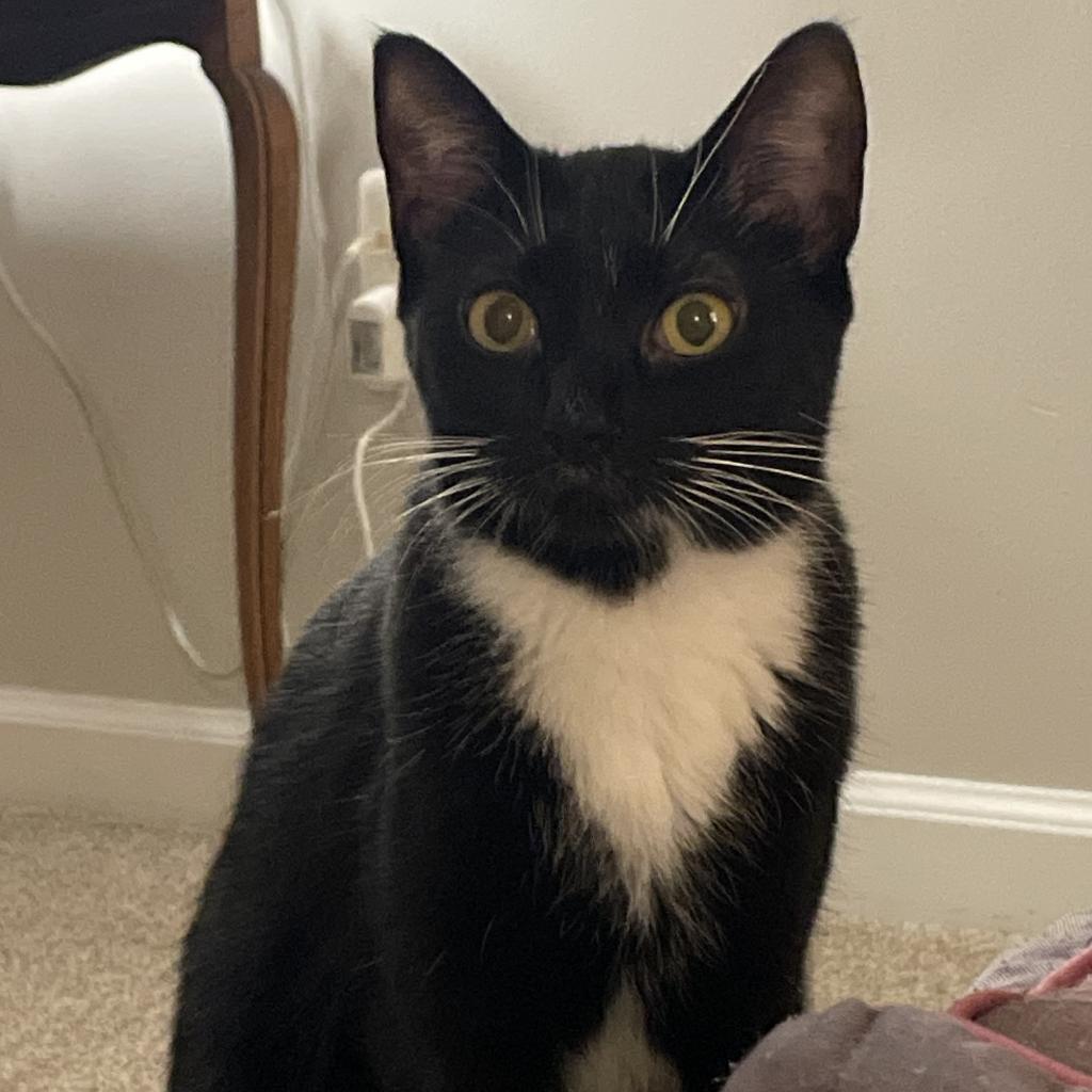 Hippo, a Adoptable Domestic Short Hair in Fairfax Station, VA image 6/6