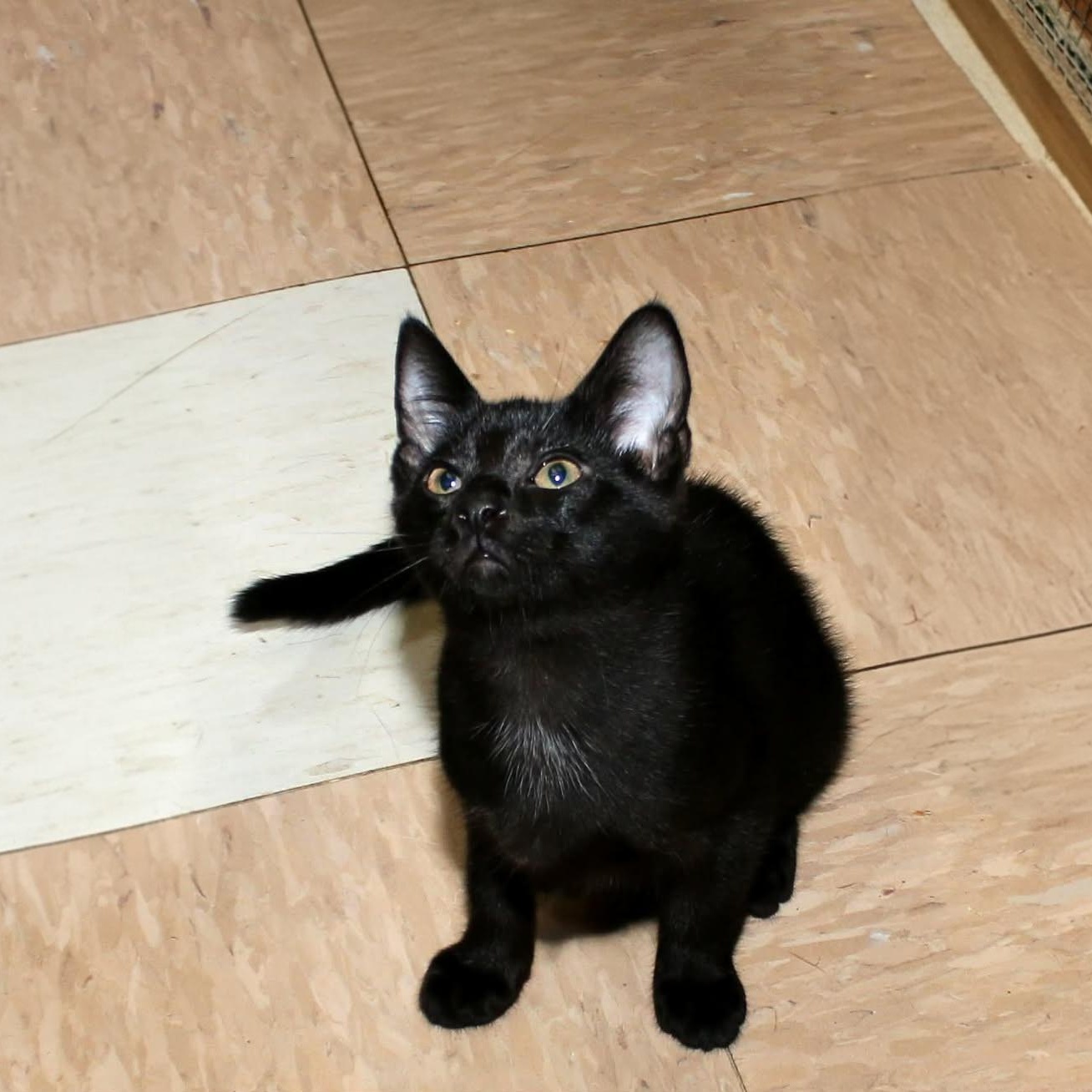 Amiri, ADOPTABLE, Kitten Male Domestic Short Hair.