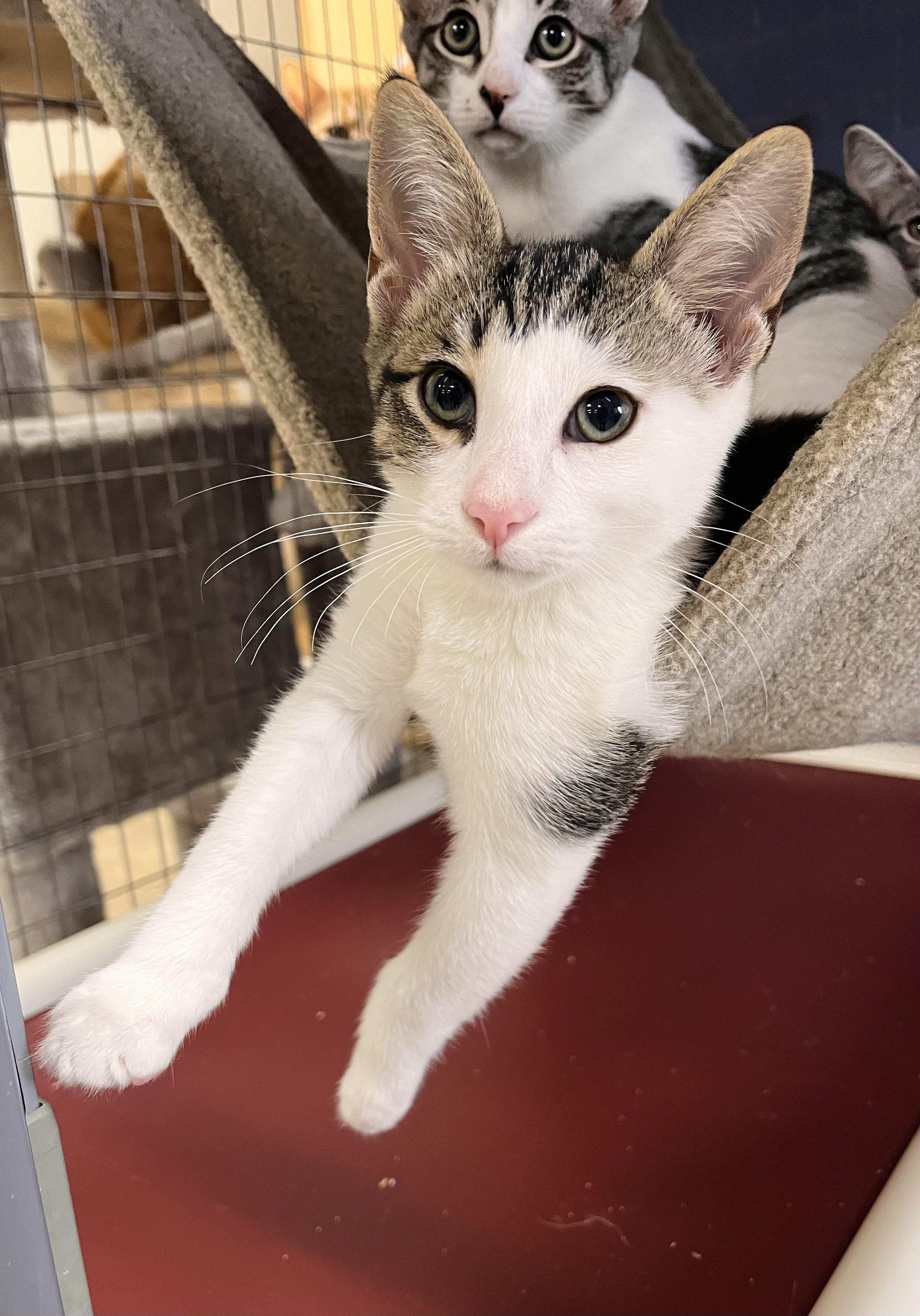 Griffin, Adoptable, Kitten Male Domestic Short Hair.