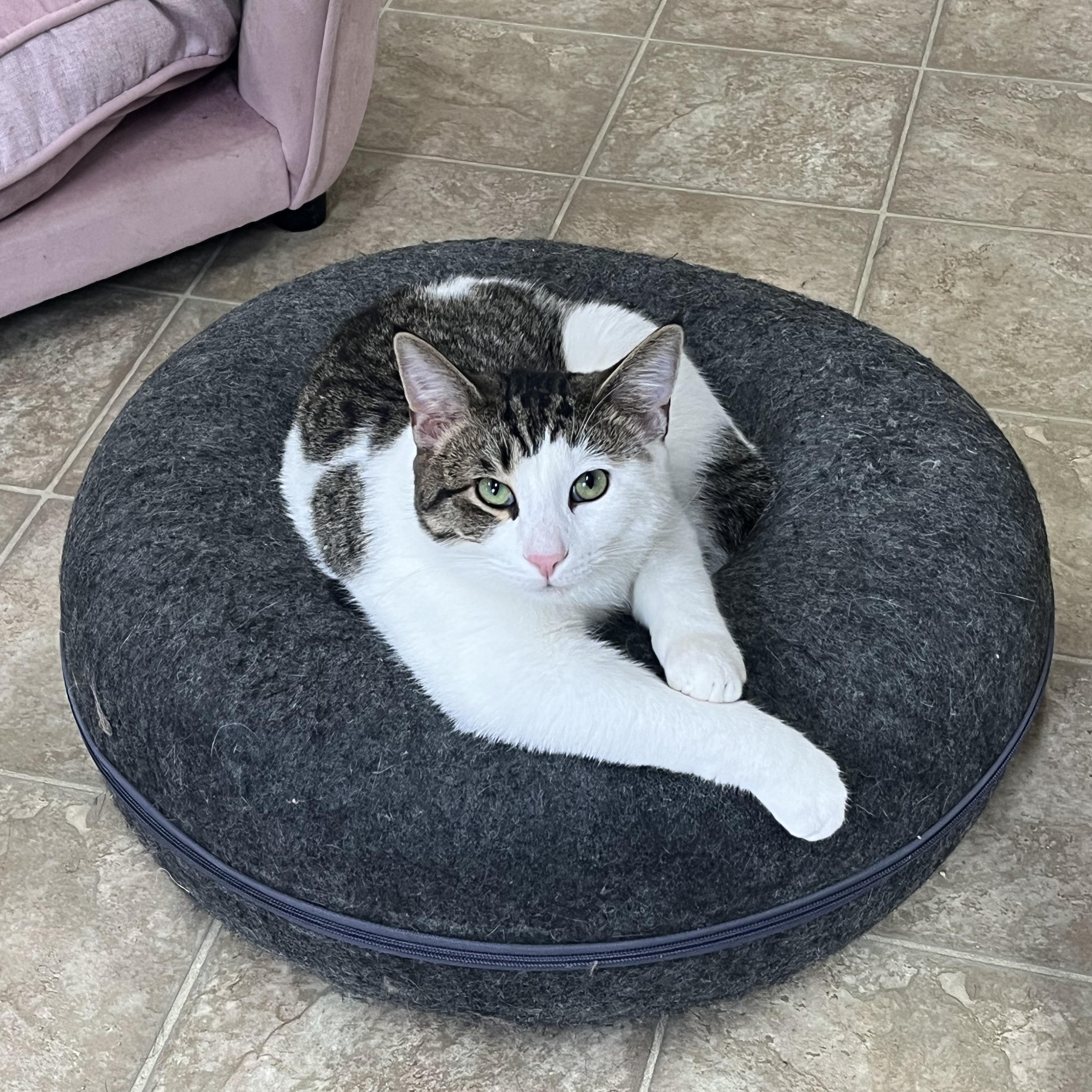 Graham , Adoptable, Kitten Male Domestic Short Hair.