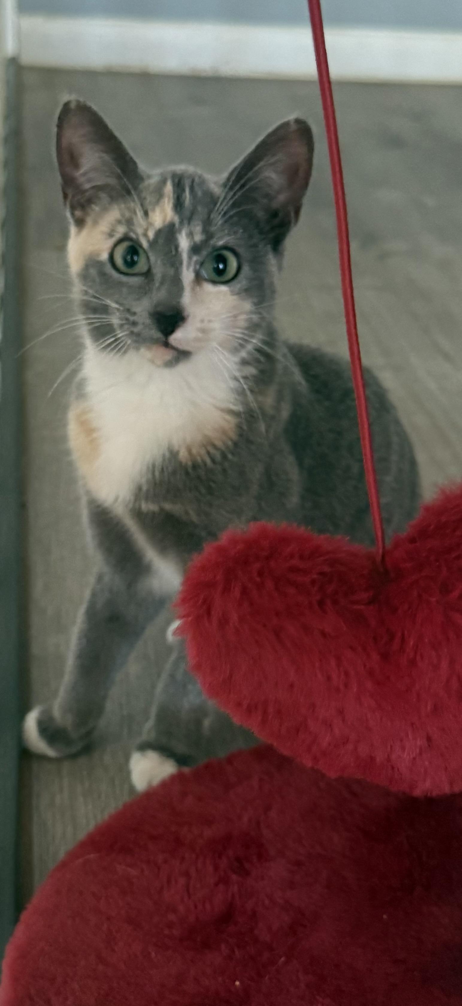 Enlarge Tessa, an adopted Domestic Short Hair in Boston, MA image 4/5