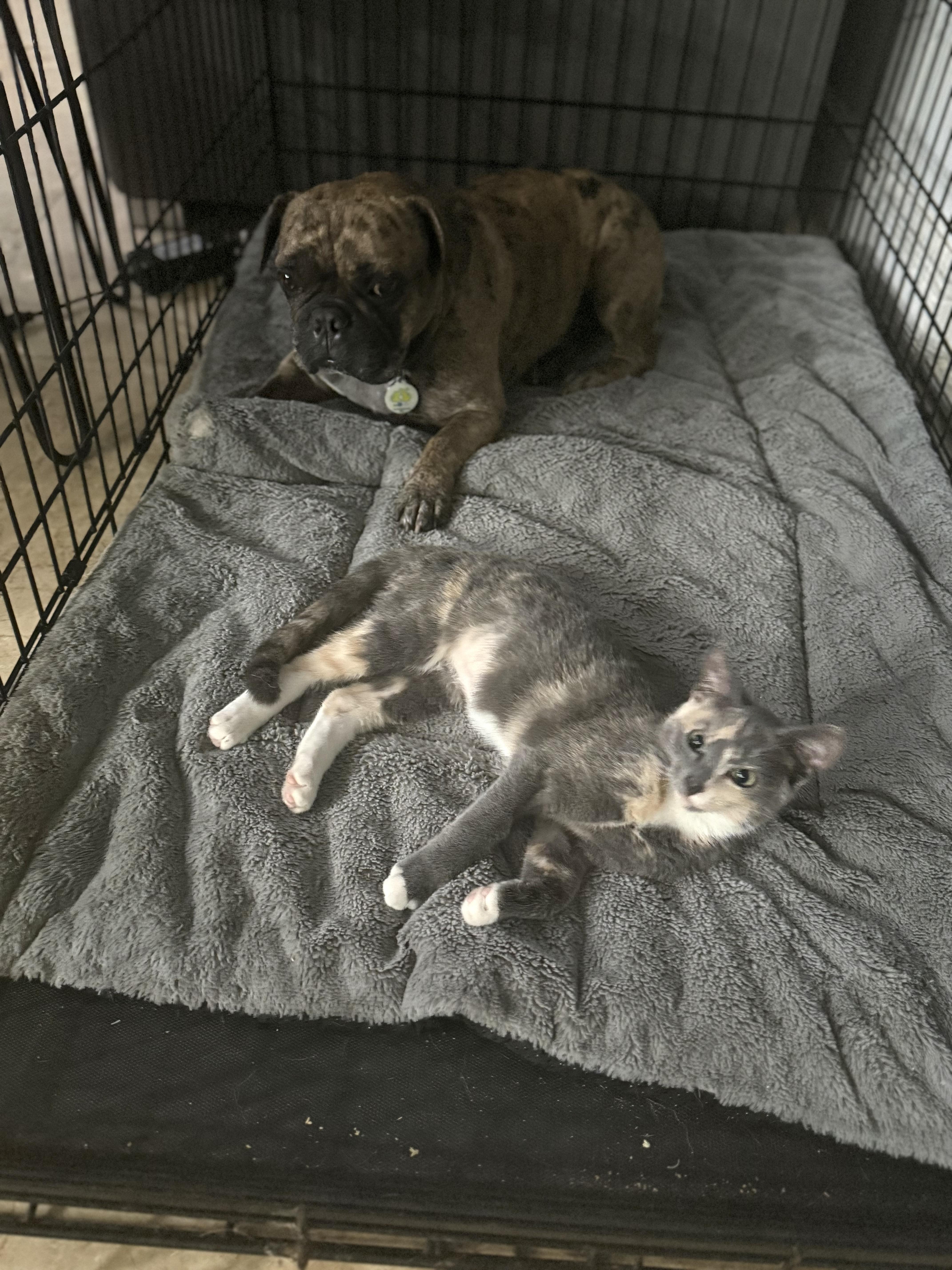 Enlarge Tessa, an adopted Domestic Short Hair in Boston, MA image 3/5