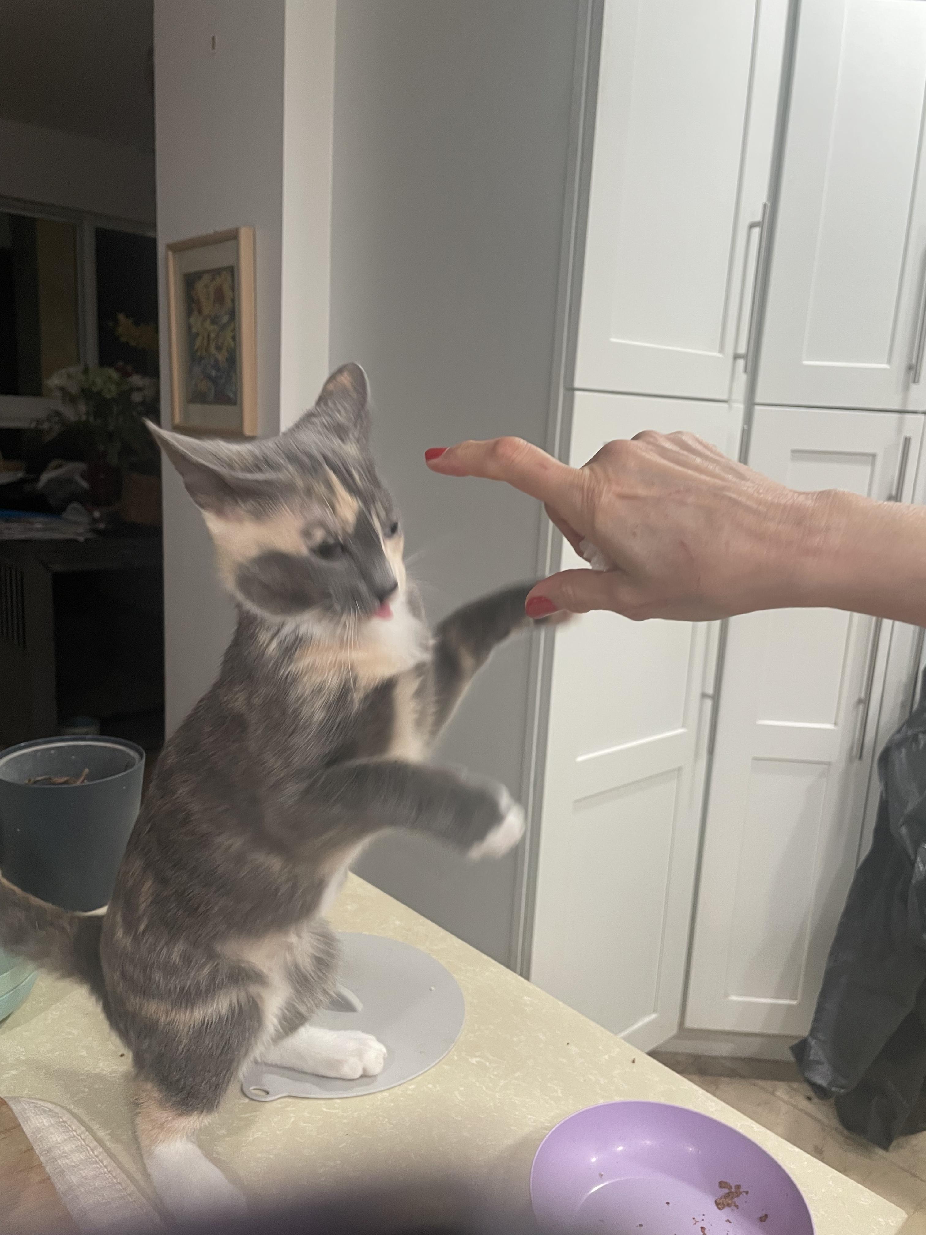 Enlarge Tessa, an adopted Domestic Short Hair in Boston, MA image 5/5