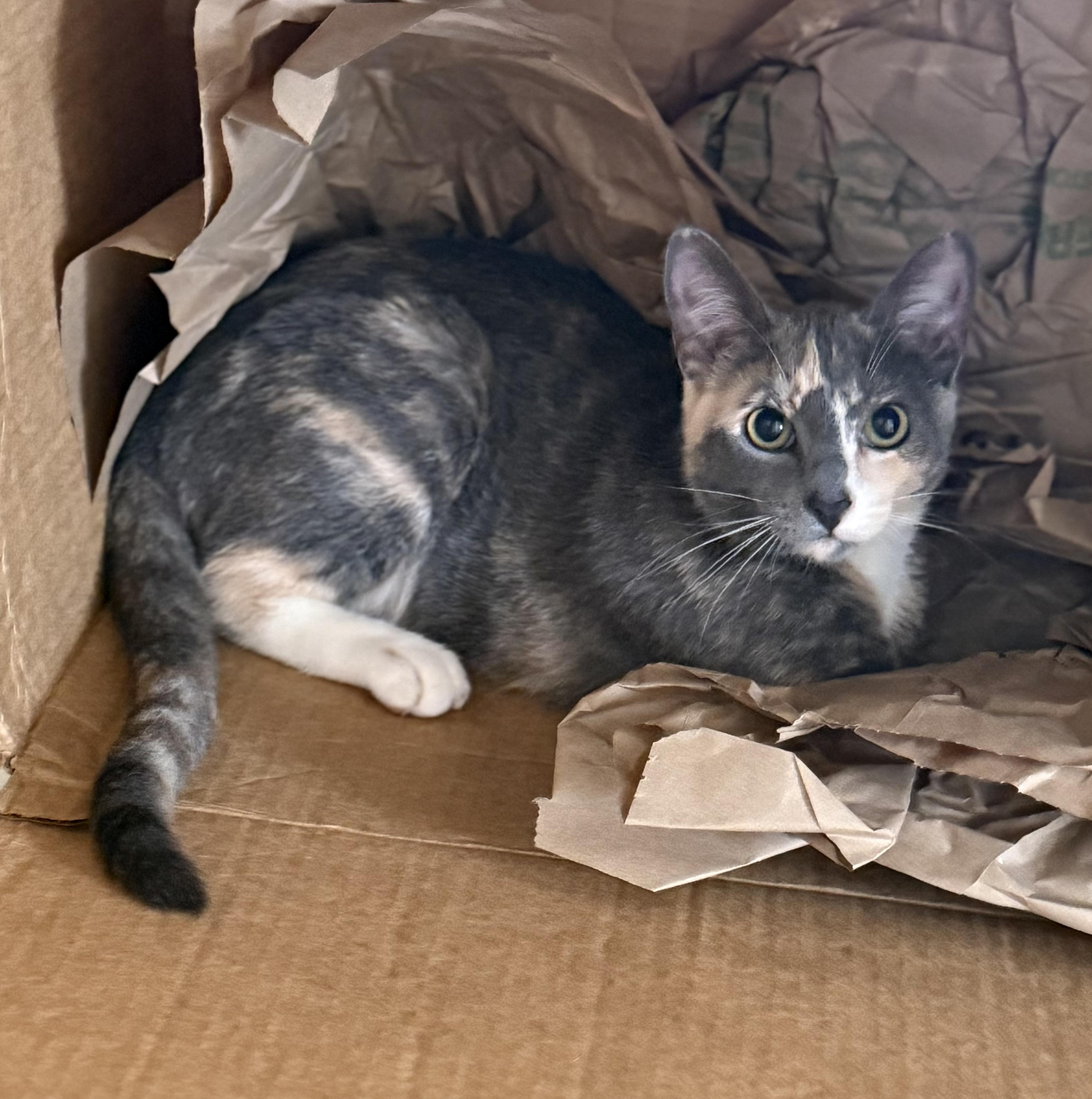 Enlarge Tessa, an adopted Domestic Short Hair in Boston, MA image 2/5