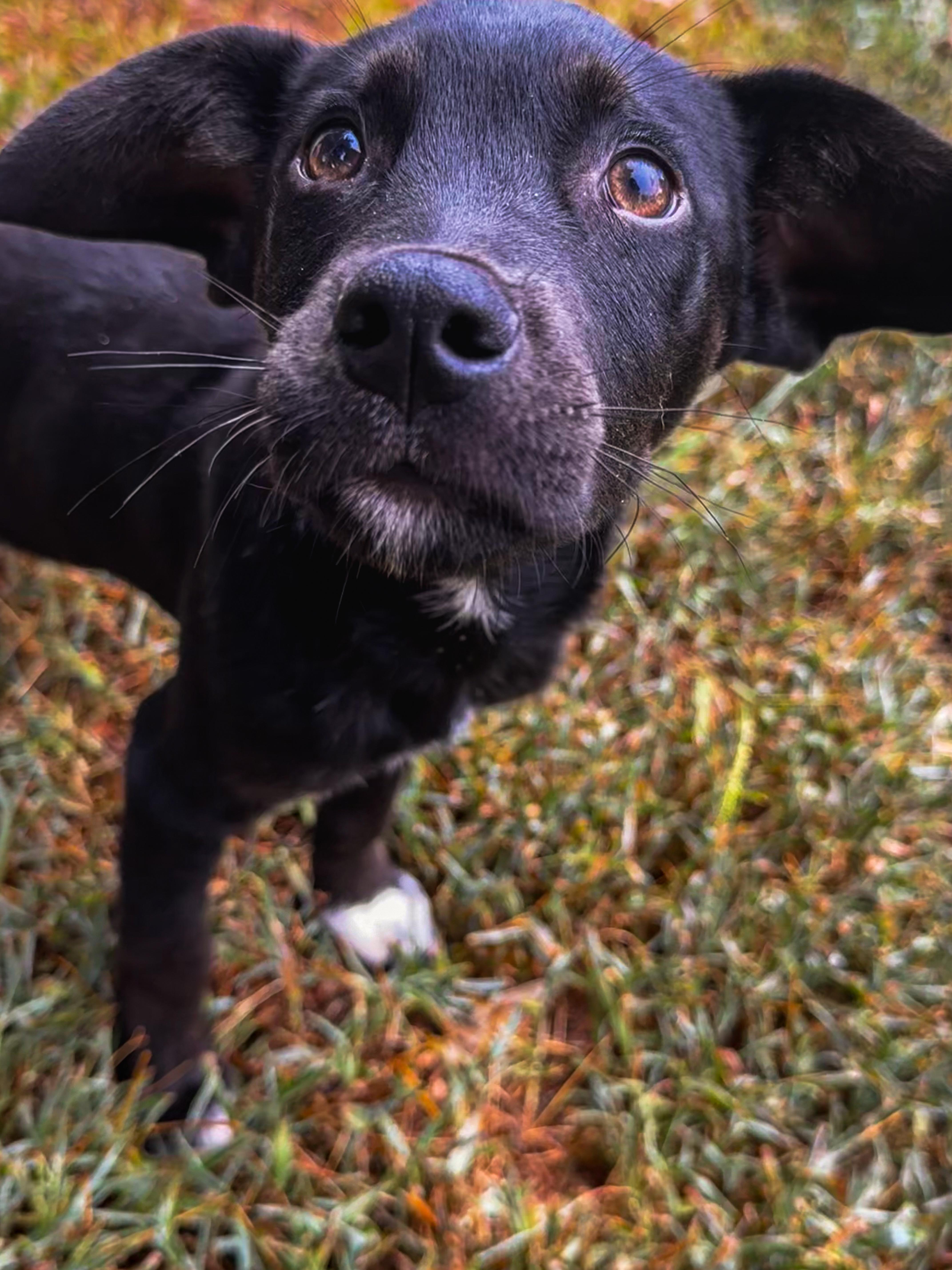 Murphy, a Adoptable mixed breed in Quakertown, PA image 4/4