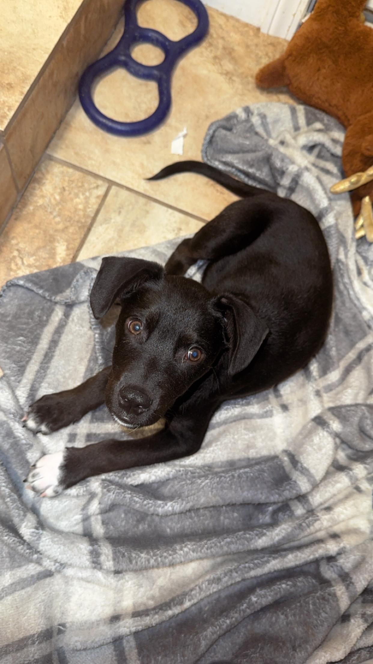 Murphy, a Adoptable mixed breed in Quakertown, PA image 3/4