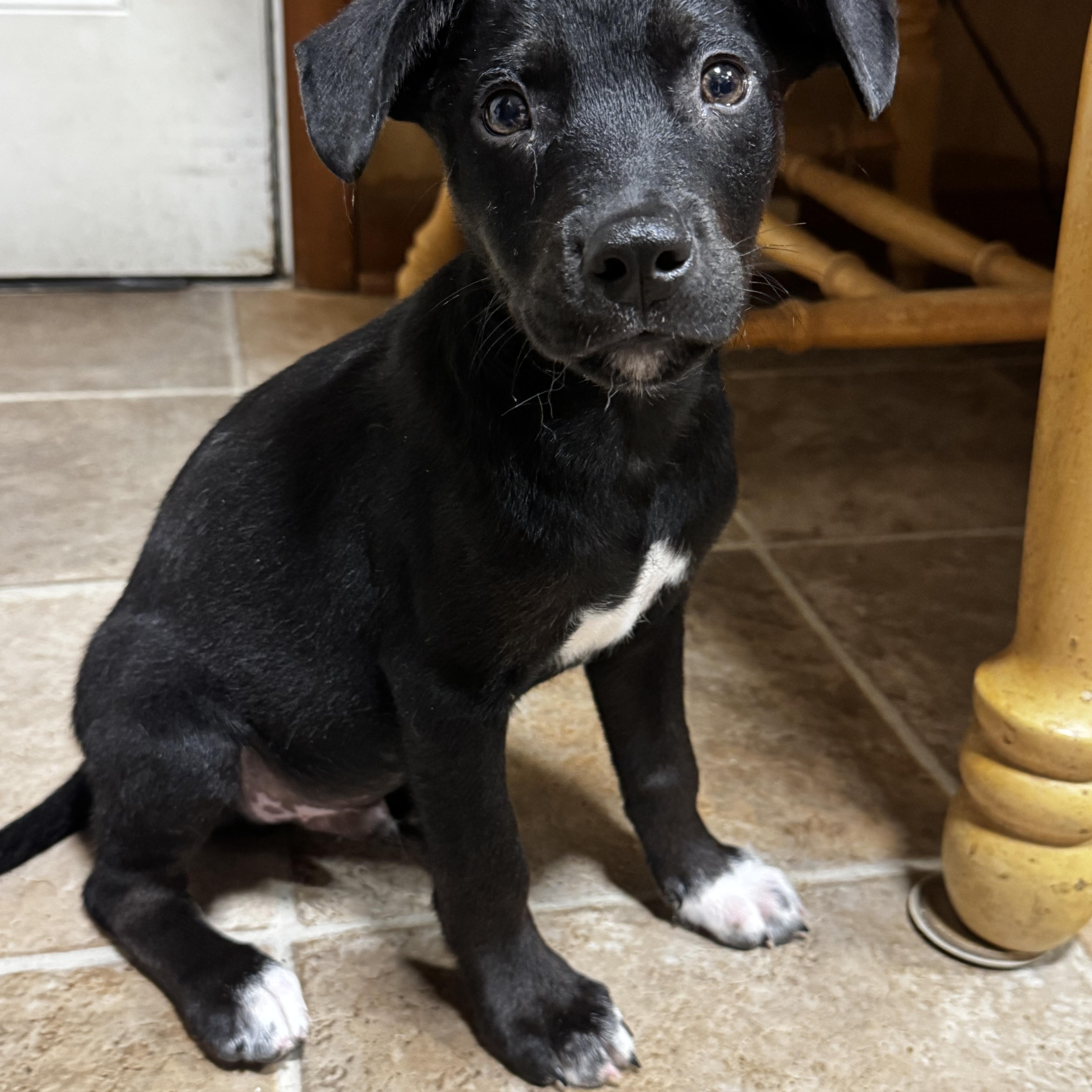 Murphy, a Adoptable mixed breed in Quakertown, PA image 2/4