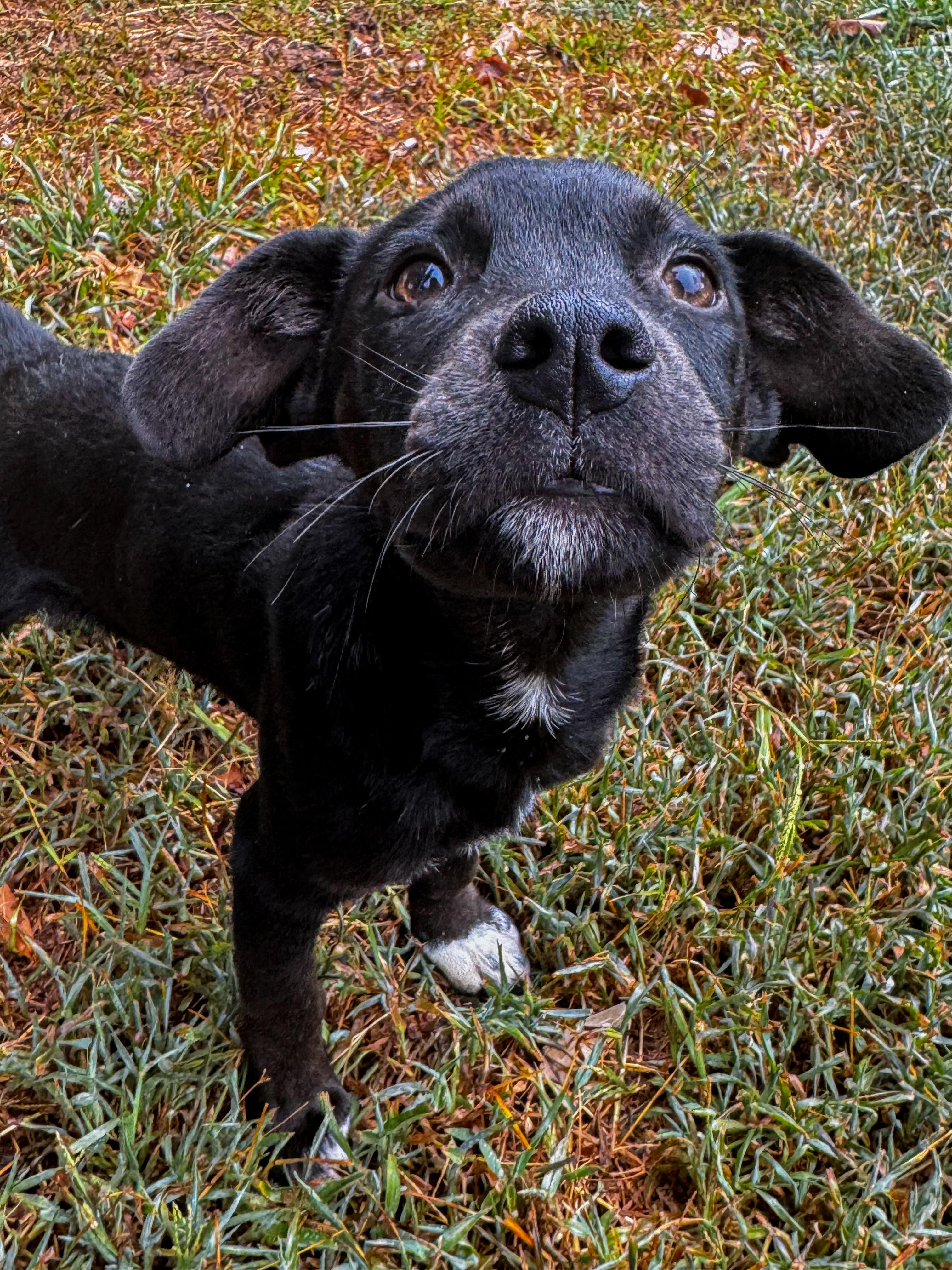 Murphy, a Adoptable mixed breed in Quakertown, PA image 1/4