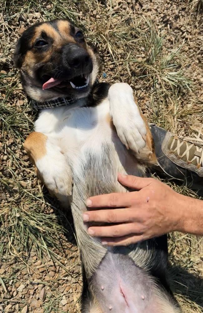 Enlarge BIRDIE, a Adoptable mixed breed in Lexington, TN image 1/4