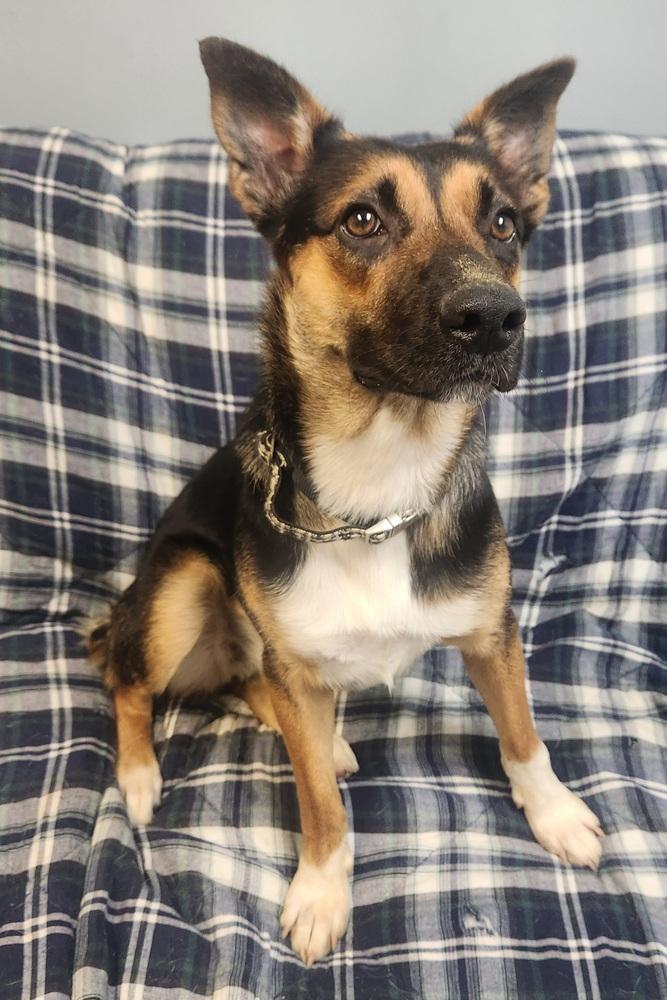 Enlarge BIRDIE, a Adoptable mixed breed in Lexington, TN image 4/4