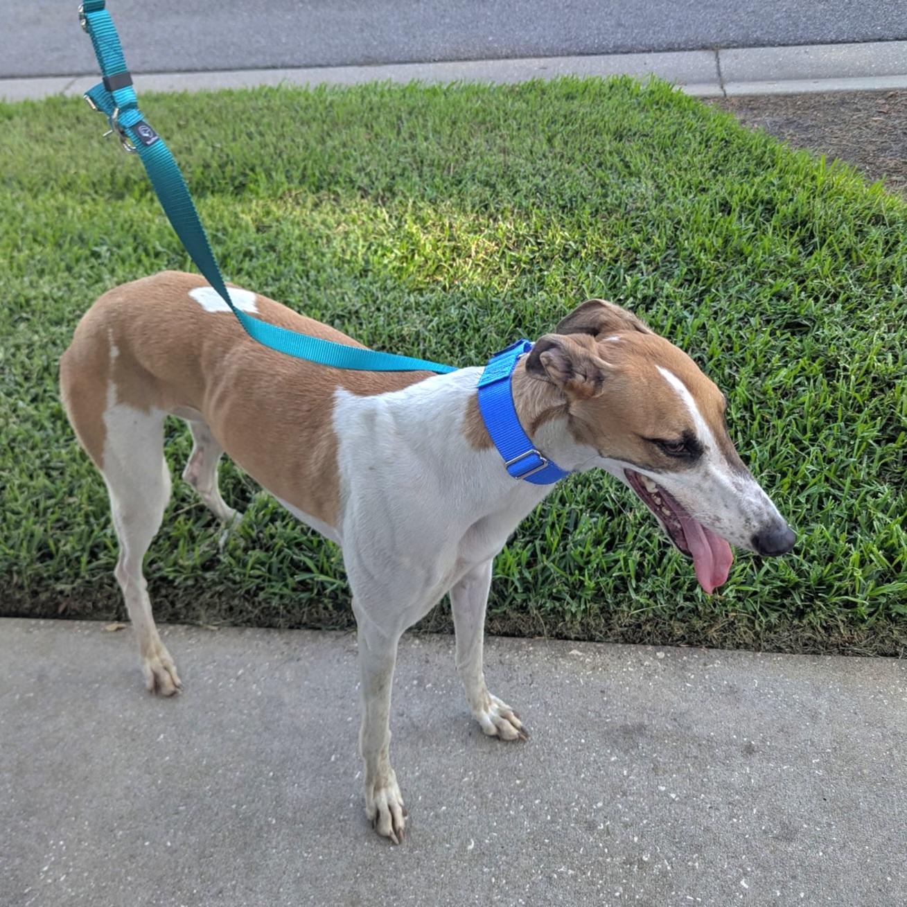 Lip Service (Sera), Adoptable, Young Female Greyhound.