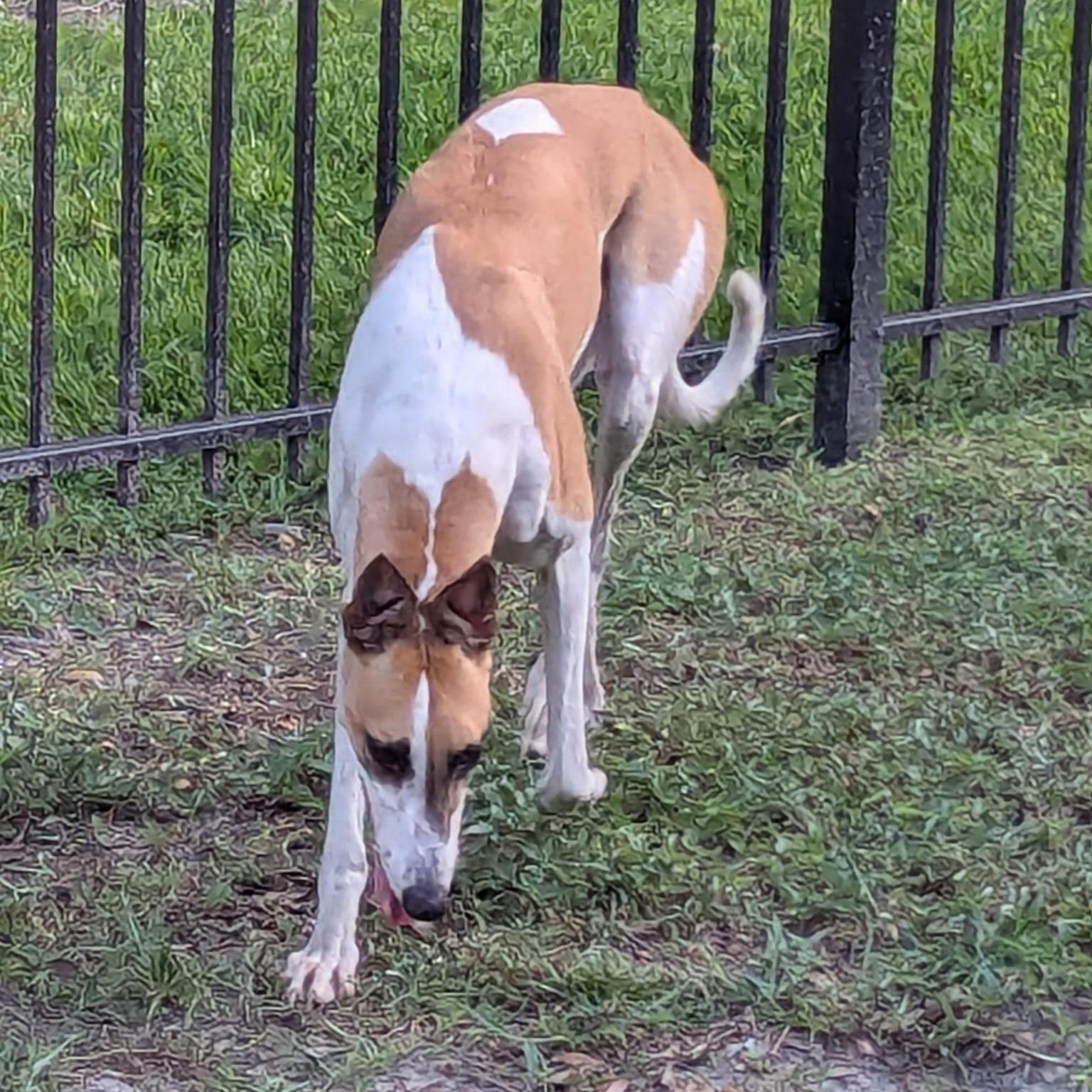 Enlarge Lip Service (Sera), a Adoptable Greyhound in Tarpon Springs, FL image 2/5