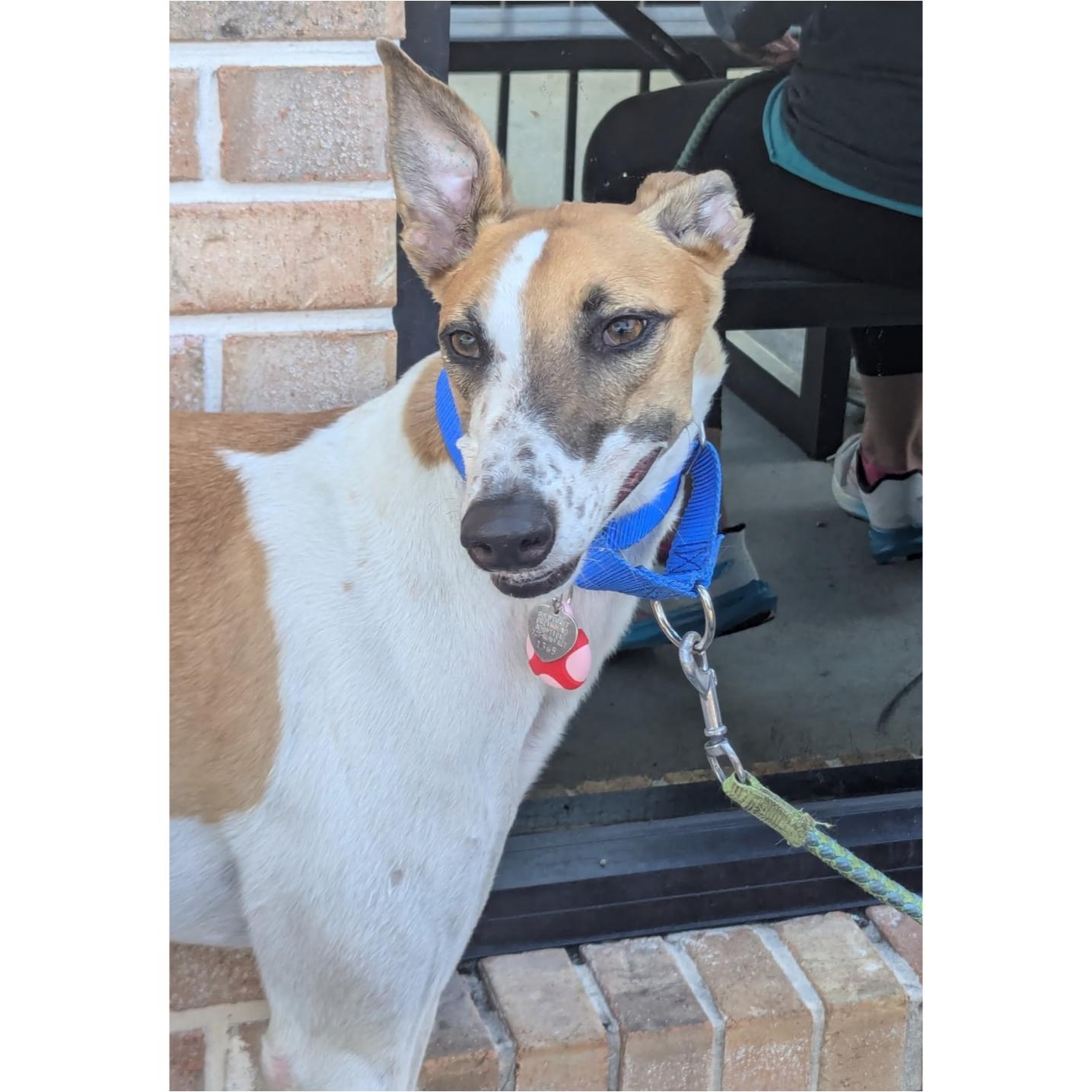 Enlarge Lip Service (Sera), a Adoptable Greyhound in Tarpon Springs, FL image 3/5
