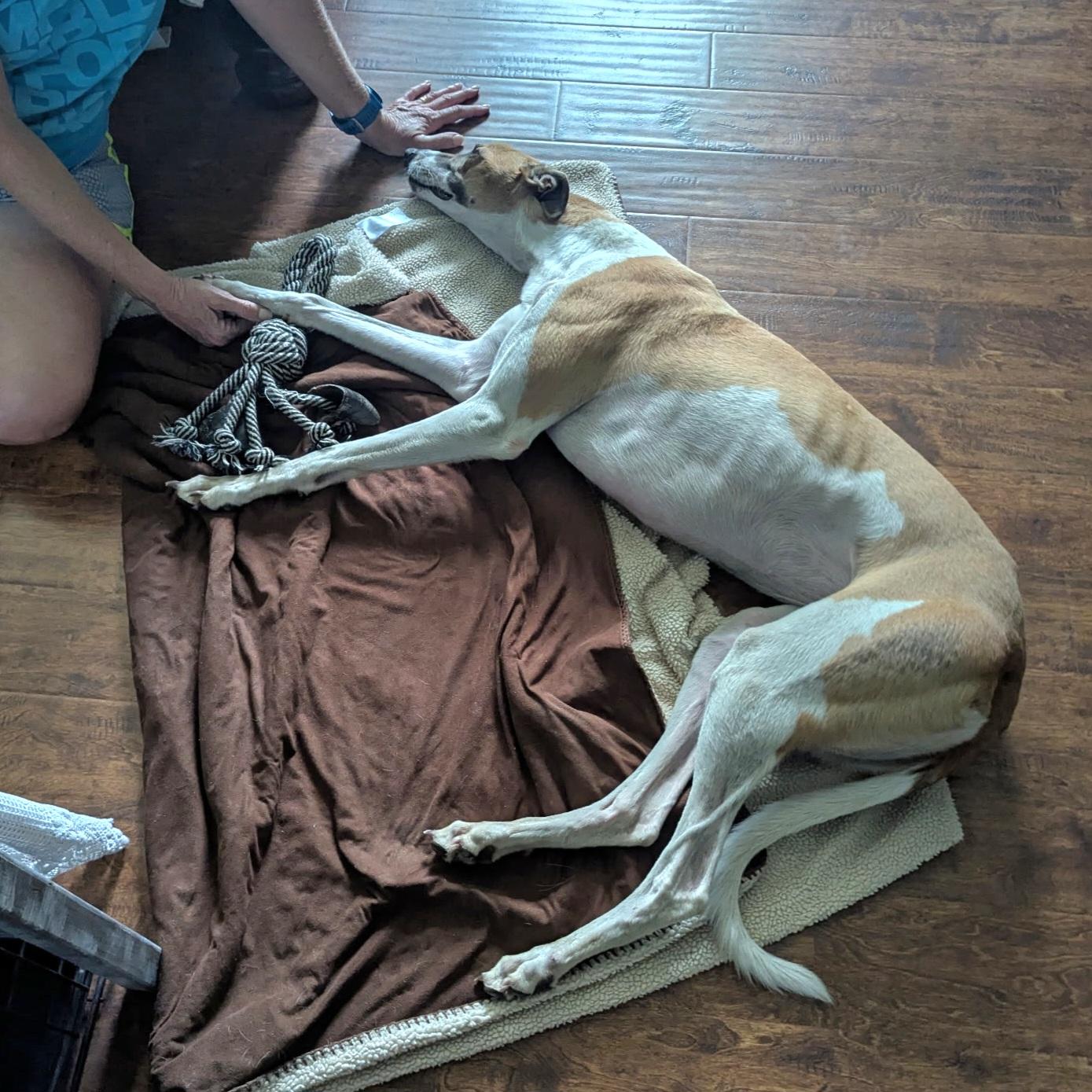 Enlarge Lip Service (Sera), a Adoptable Greyhound in Tarpon Springs, FL image 4/5