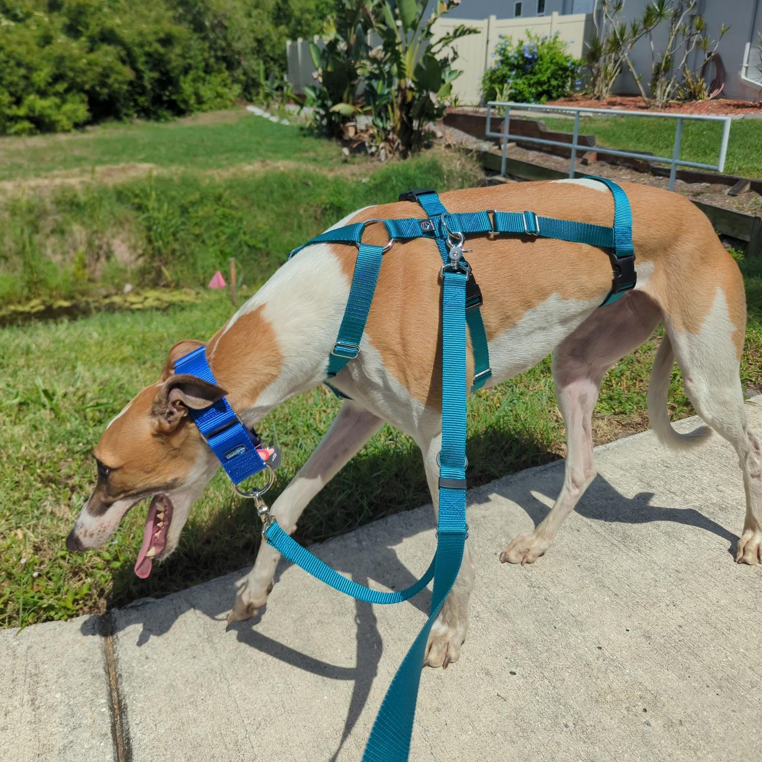 Enlarge Lip Service (Sera), a Adoptable Greyhound in Tarpon Springs, FL image 5/5