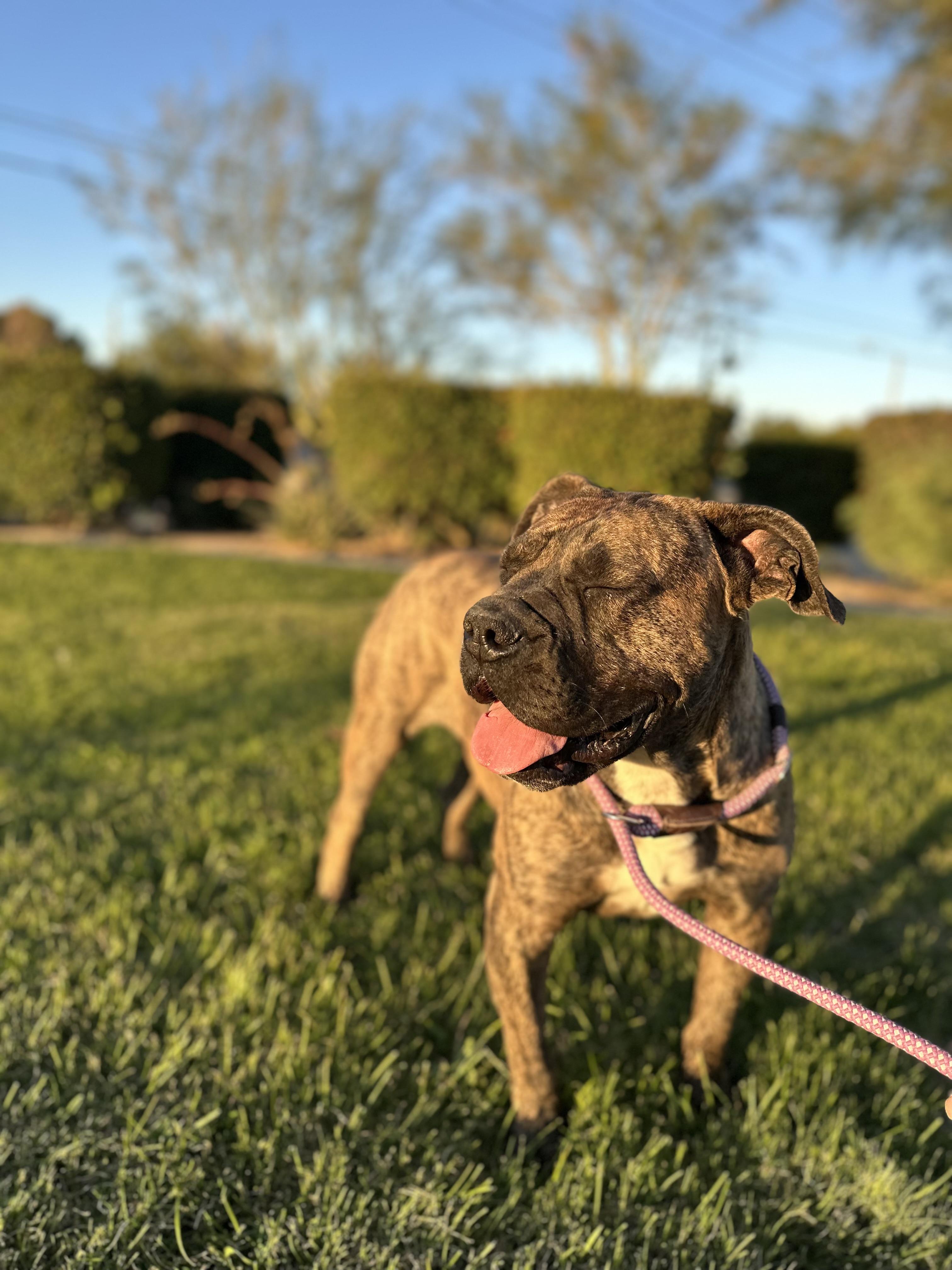 Enlarge Ginny, a Adoptable mixed breed in San Diego , CA image 3/6