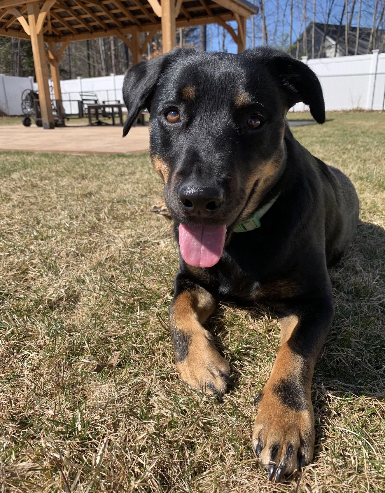 Enlarge Lainey , a ADOPTABLE mixed breed in Pelham, NH image 5/6
