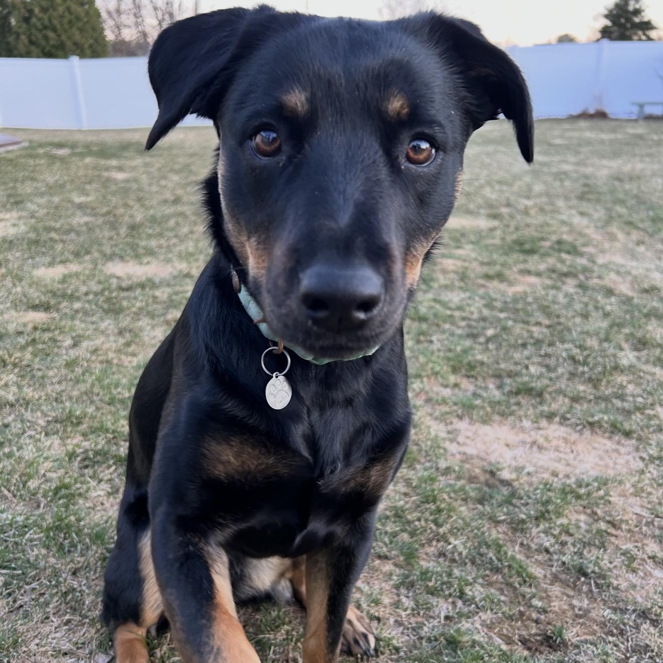 Enlarge Lainey , a ADOPTABLE mixed breed in Pelham, NH image 2/6