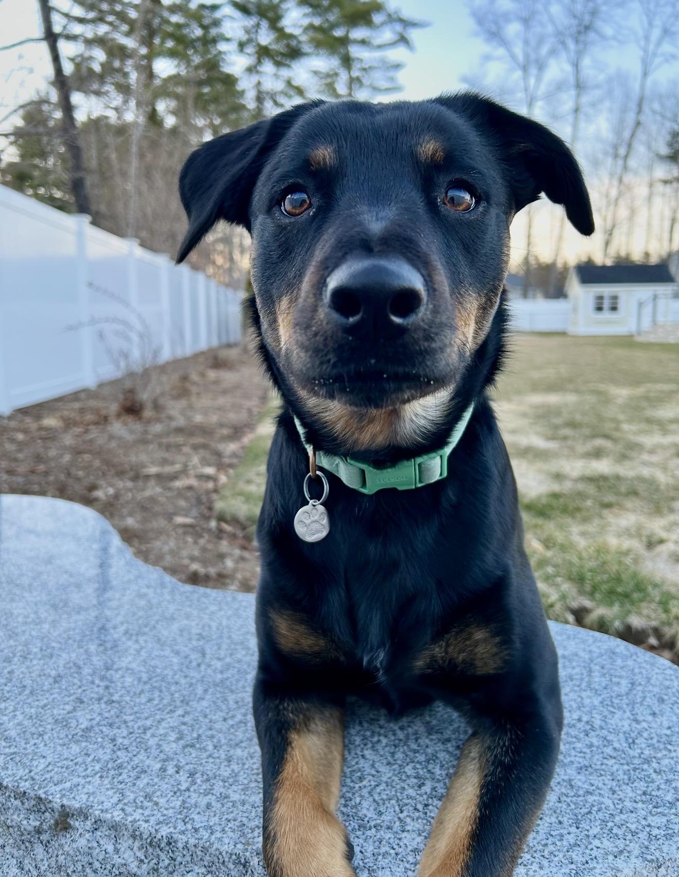Enlarge Lainey , a ADOPTABLE mixed breed in Pelham, NH image 6/6