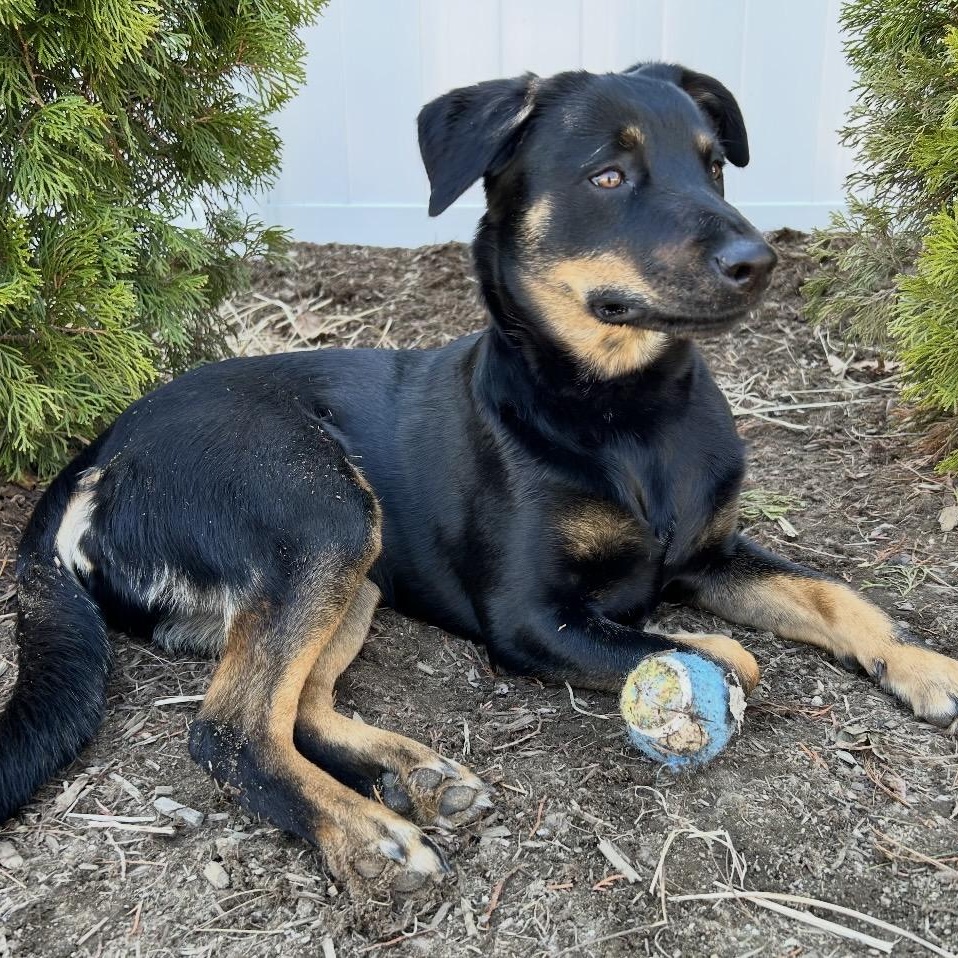 Enlarge Lainey , a ADOPTABLE mixed breed in Pelham, NH image 4/6