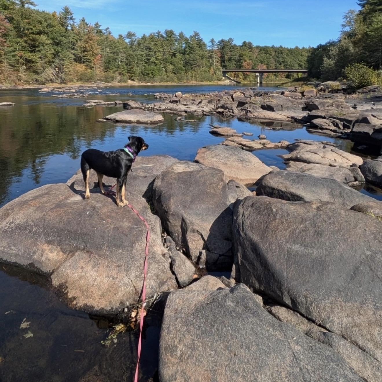 Enlarge Lainey , a ADOPTABLE mixed breed in Pelham, NH image 3/6