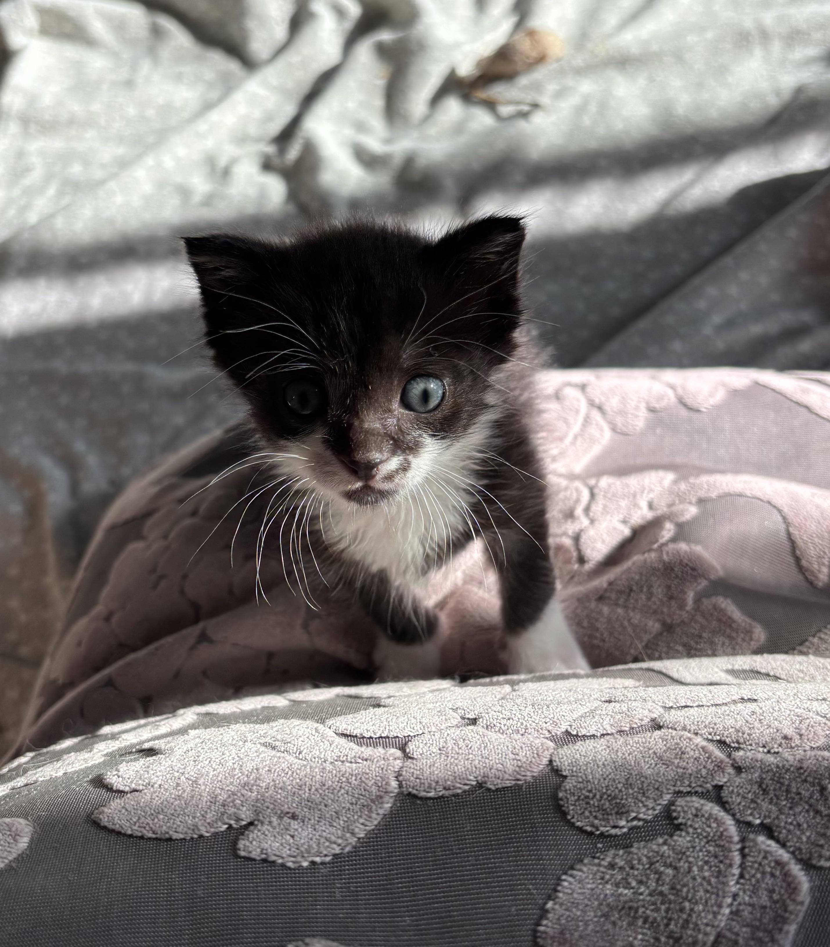 Enlarge Coach, a ADOPTABLE Domestic Short Hair in Grosse Ile, MI image 2/5