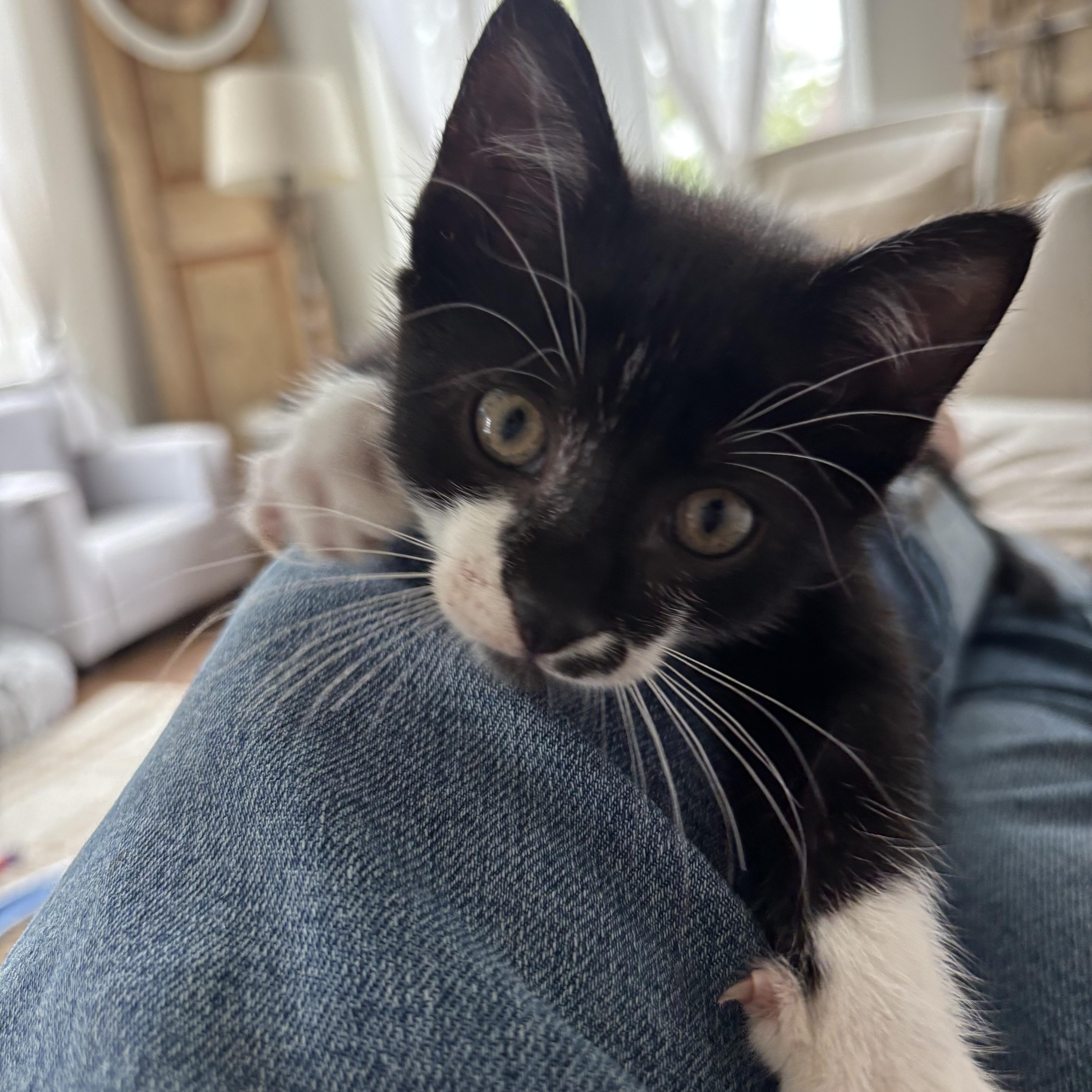 Enlarge Coach, a ADOPTABLE Domestic Short Hair in Grosse Ile, MI image 1/5