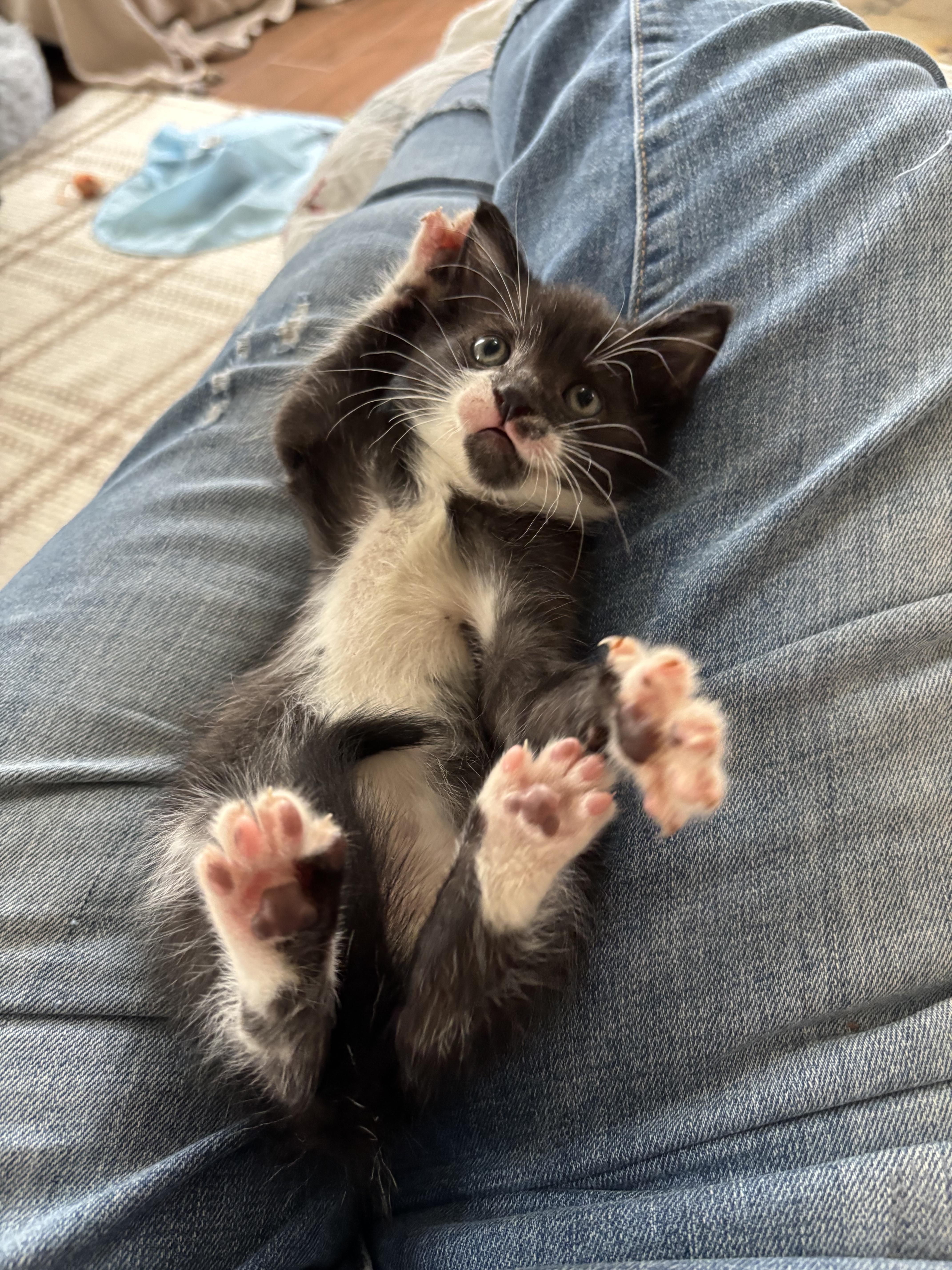 Enlarge Coach, a ADOPTABLE Domestic Short Hair in Grosse Ile, MI image 3/5