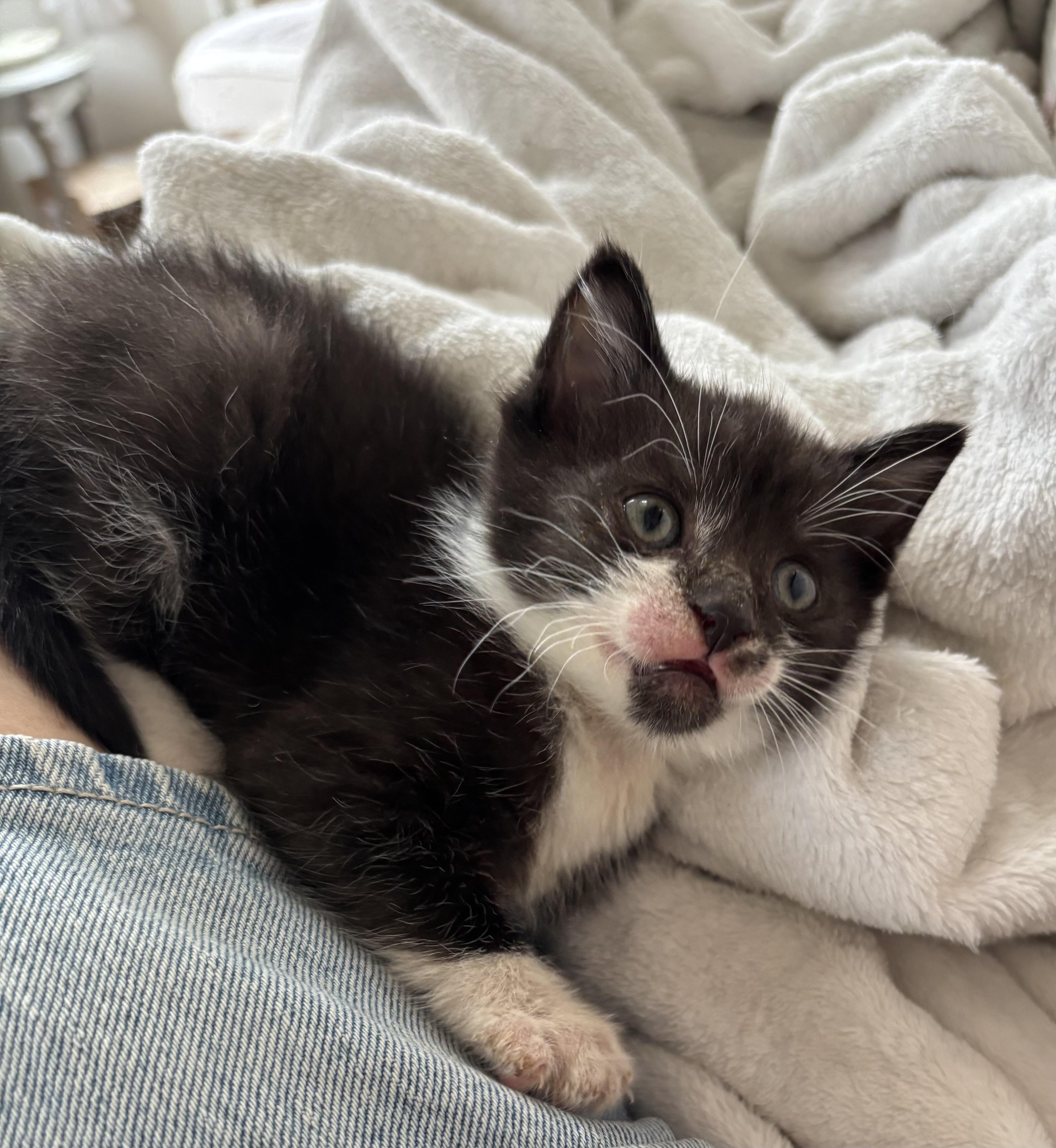 Enlarge Coach, a ADOPTABLE Domestic Short Hair in Grosse Ile, MI image 4/5